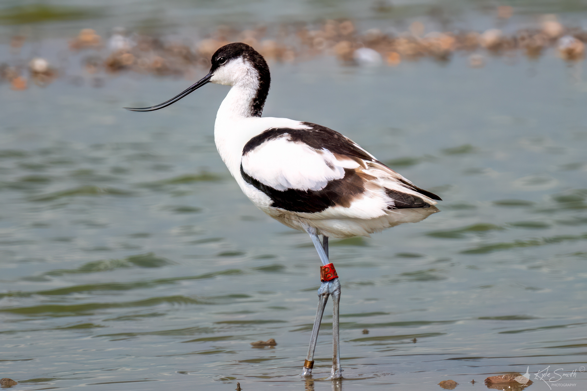 Avocet