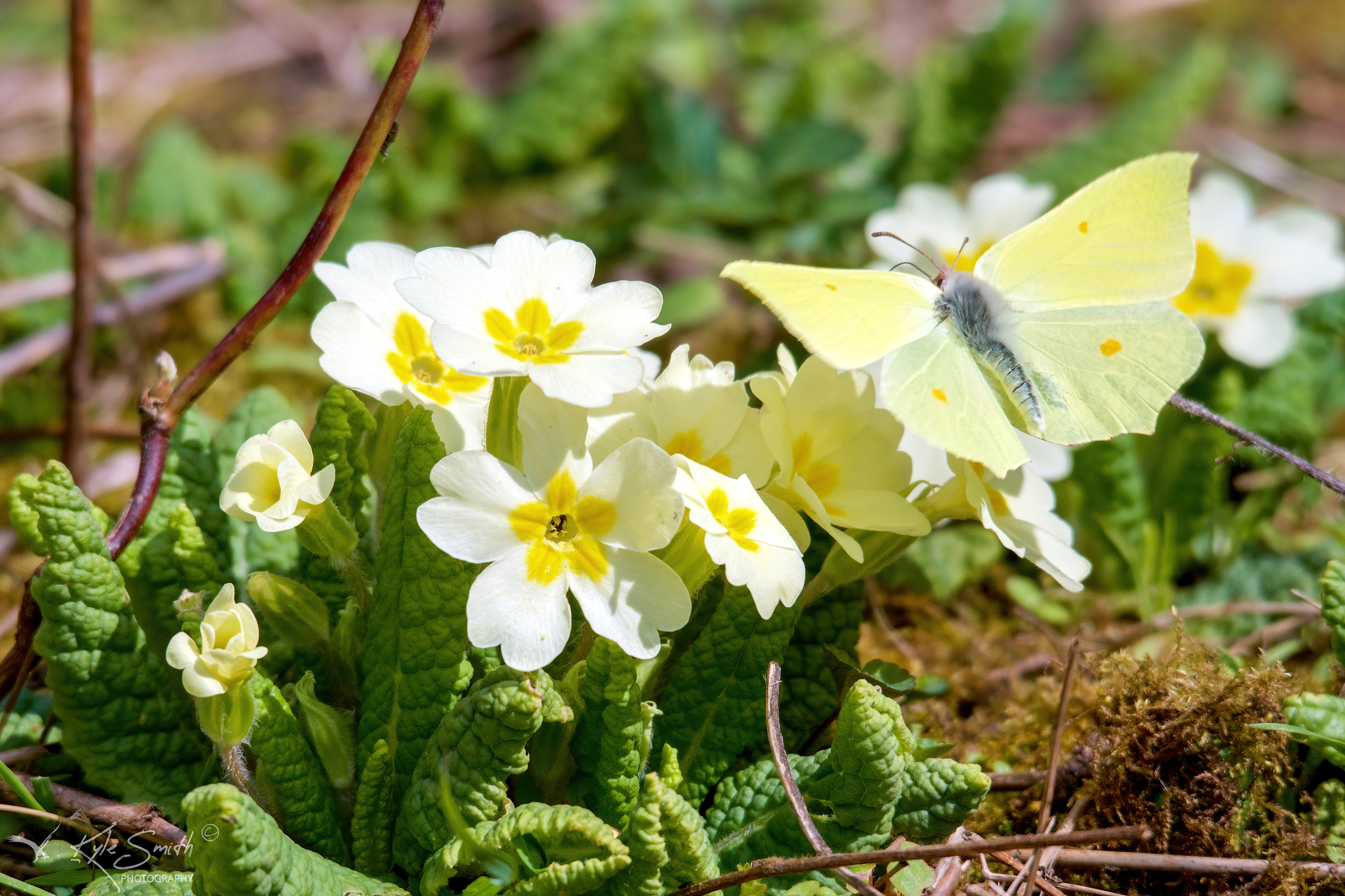 Brimstone butterfly