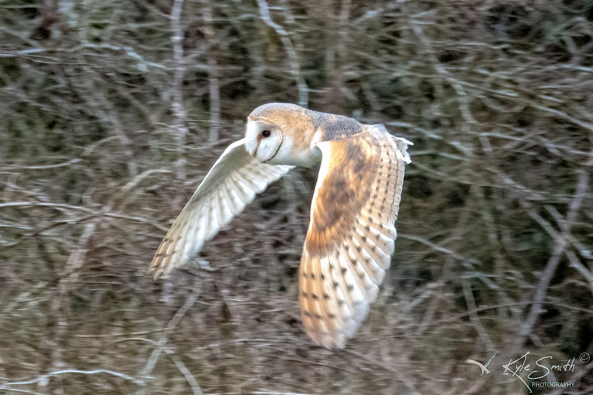Barn Owl