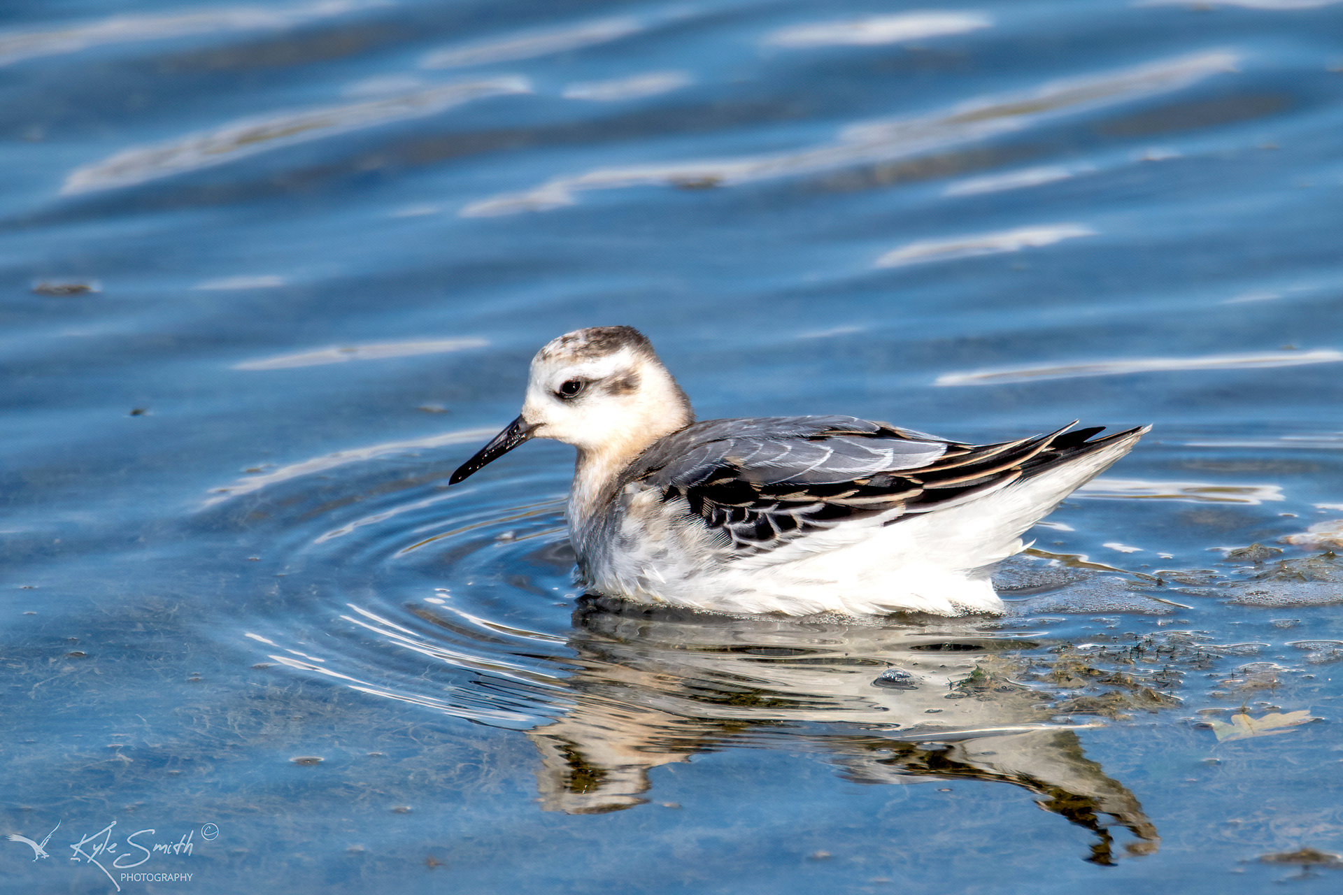 Grey phalarope