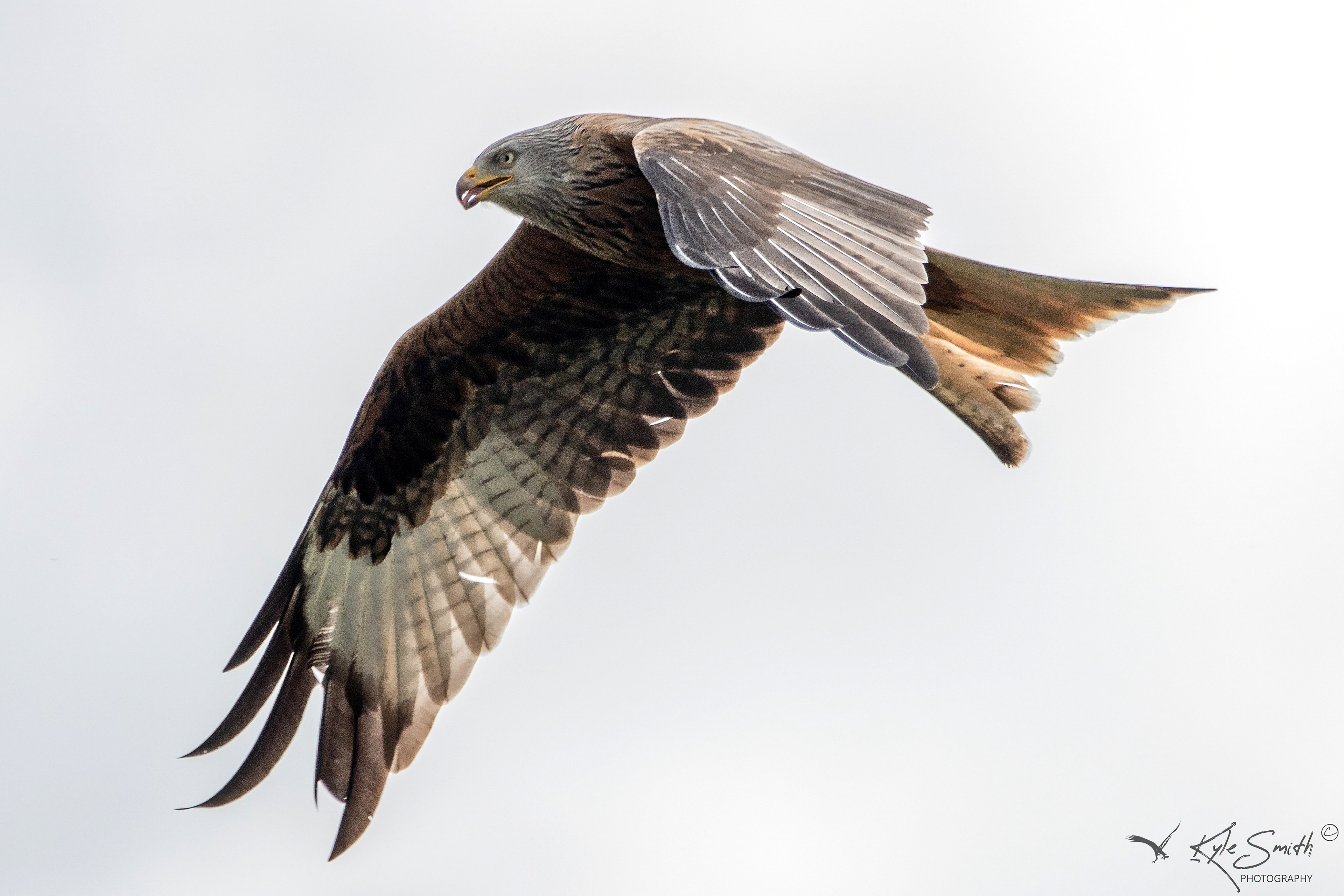 Red kite