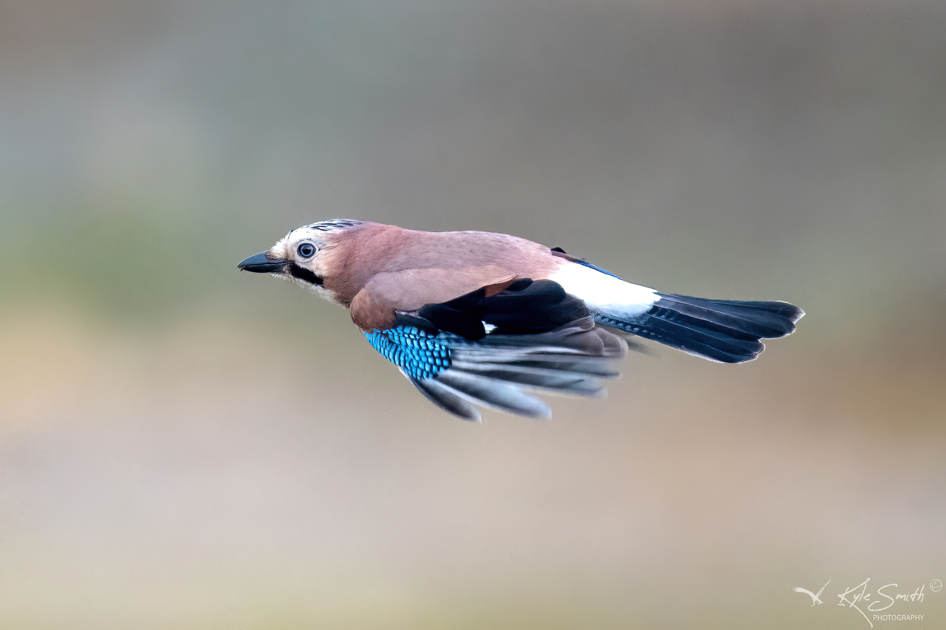 Jay