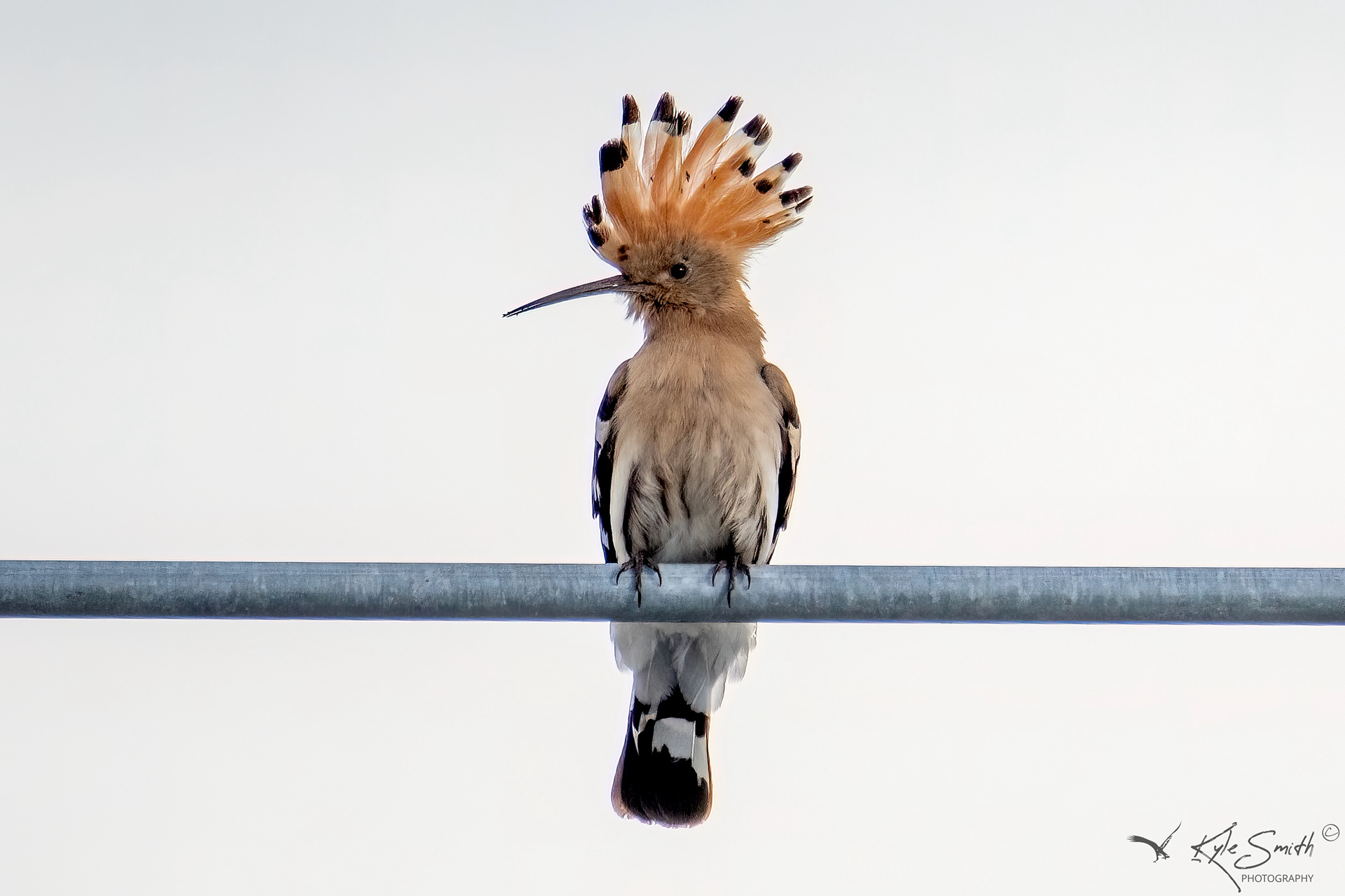 Hoopoe