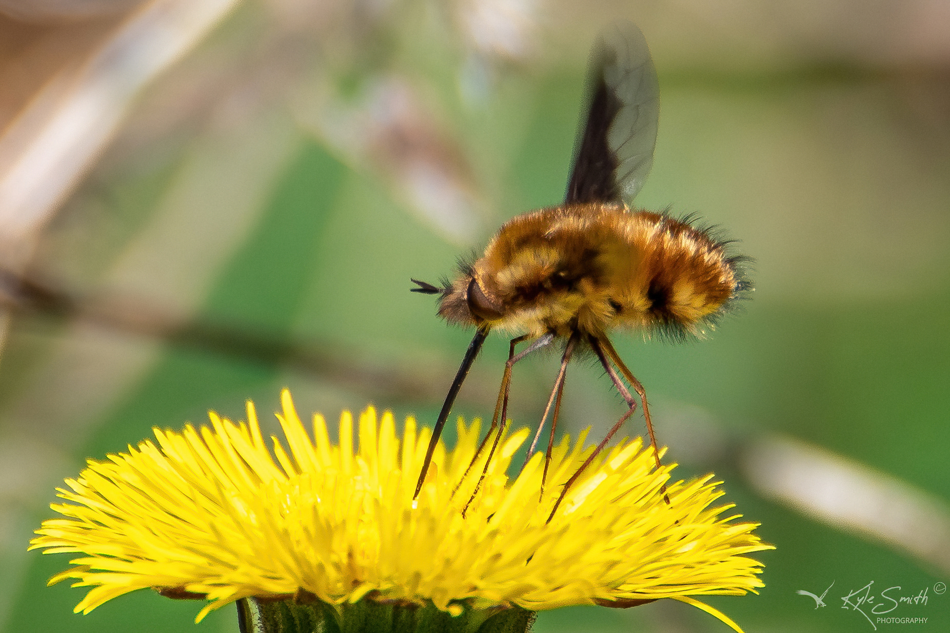 Dark-edged bee-fly