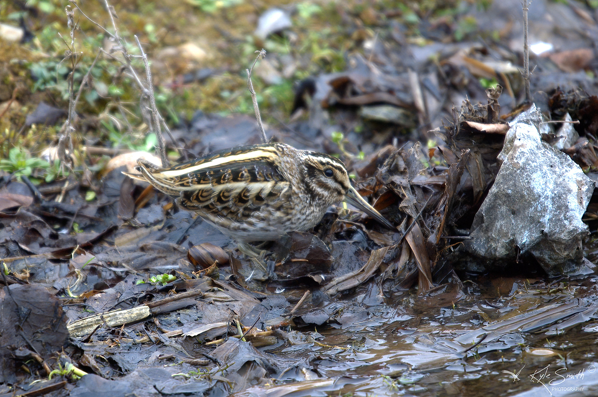 Jack snipe