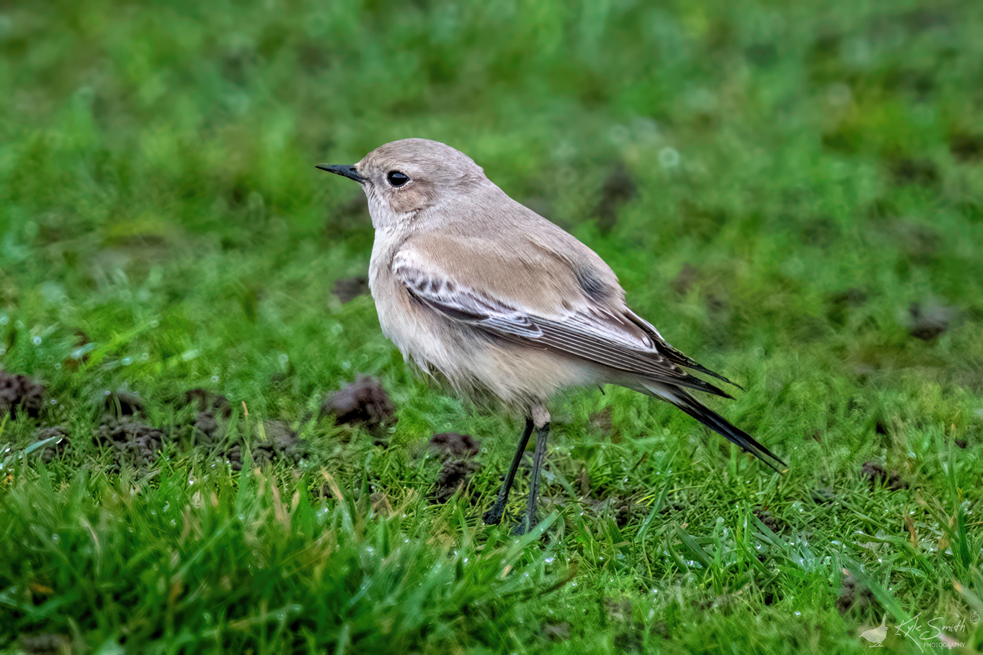 Desert wheatear