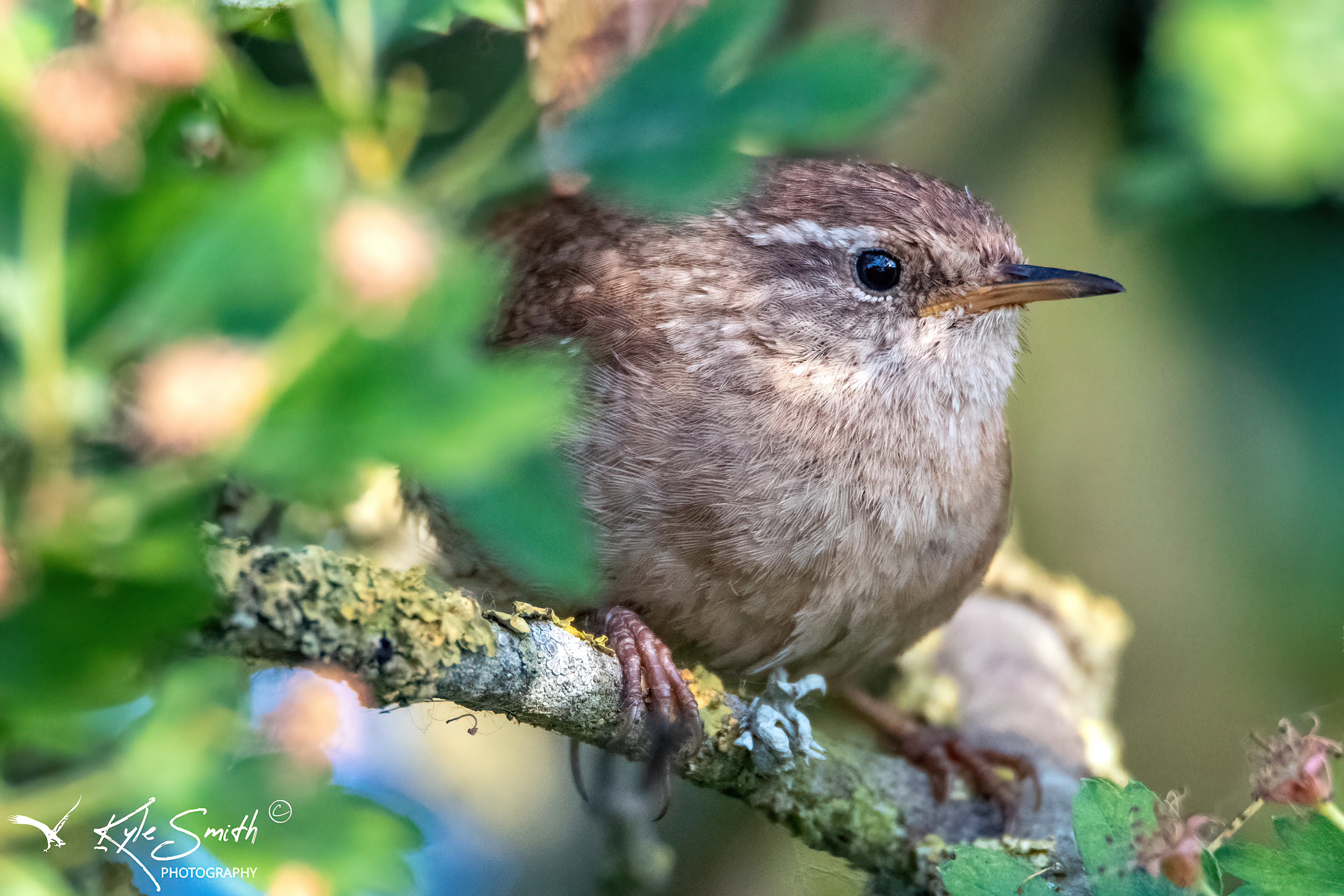 Wren