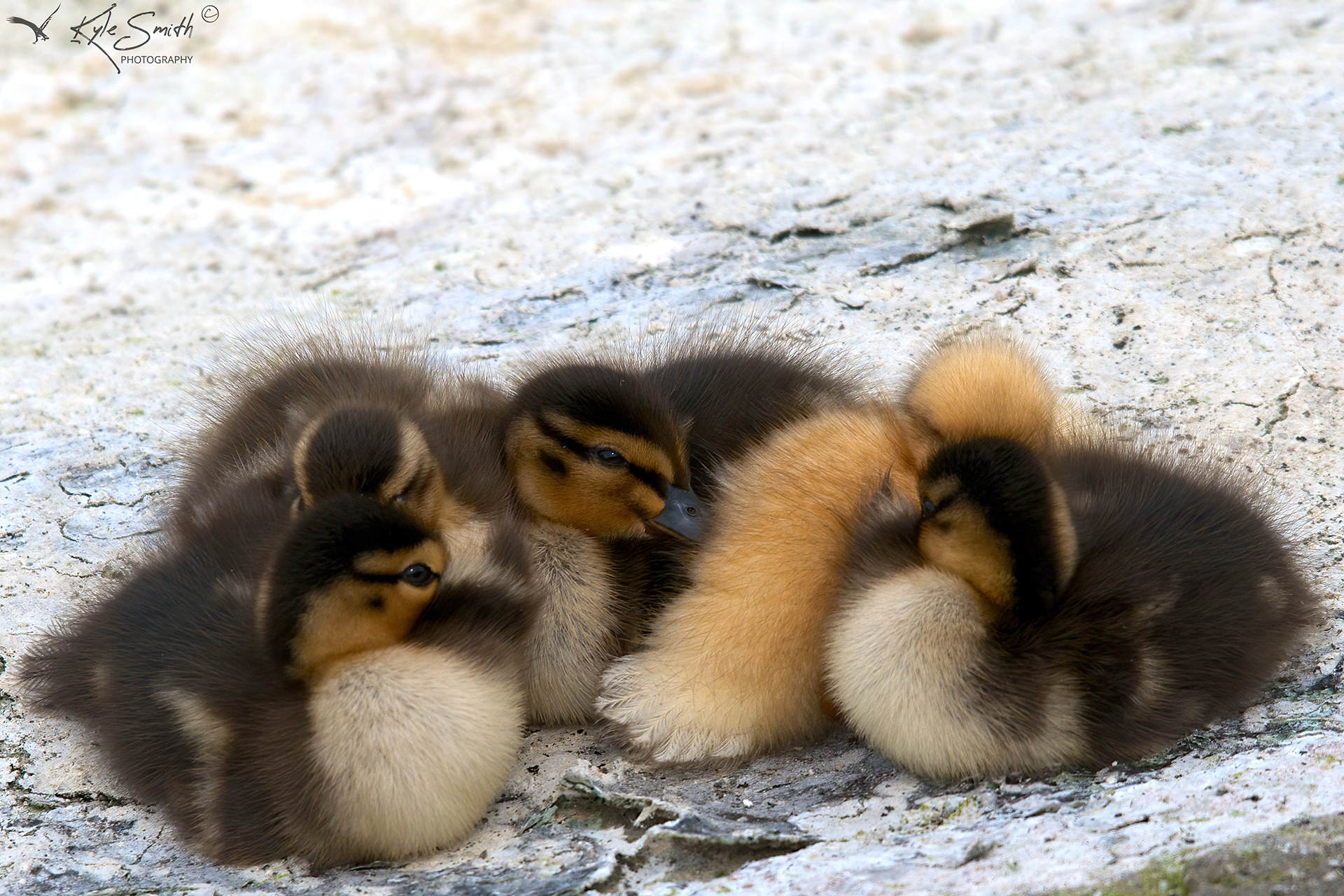Mallard