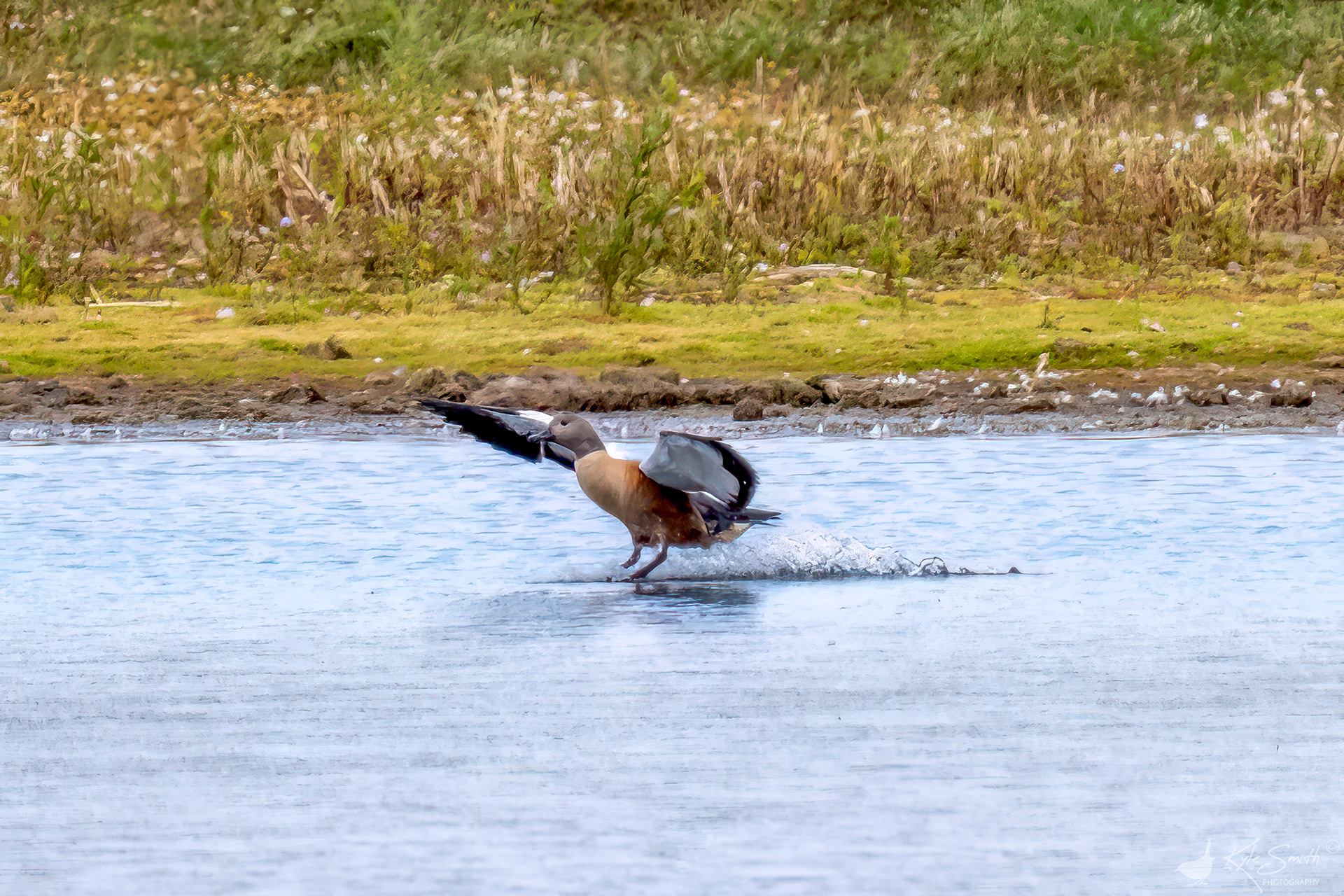 South African shelduck