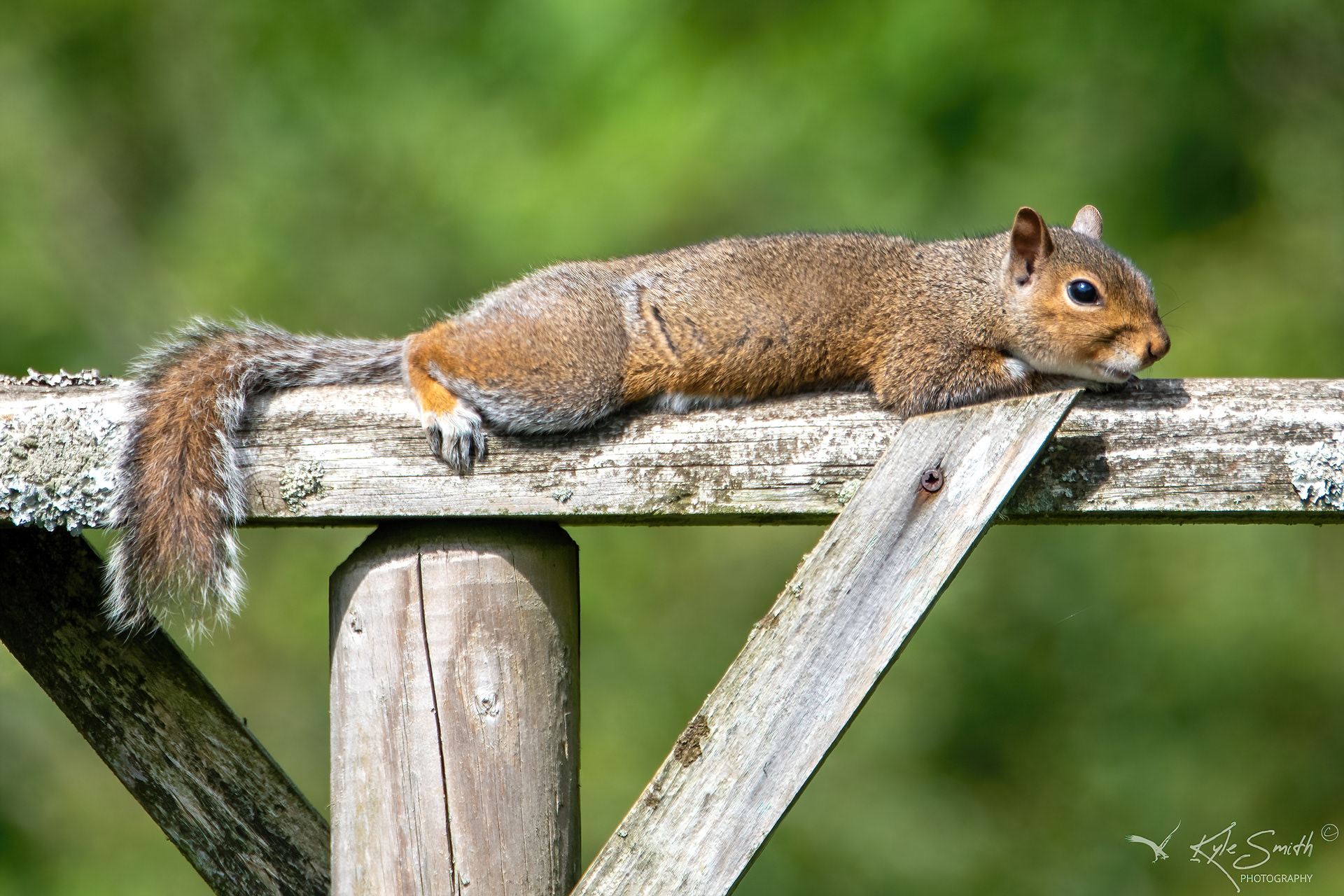Grey squirrel