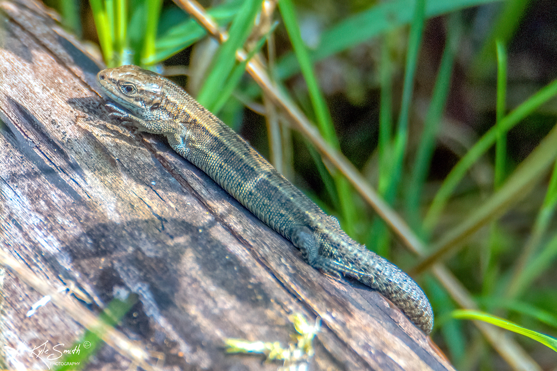 Common lizard