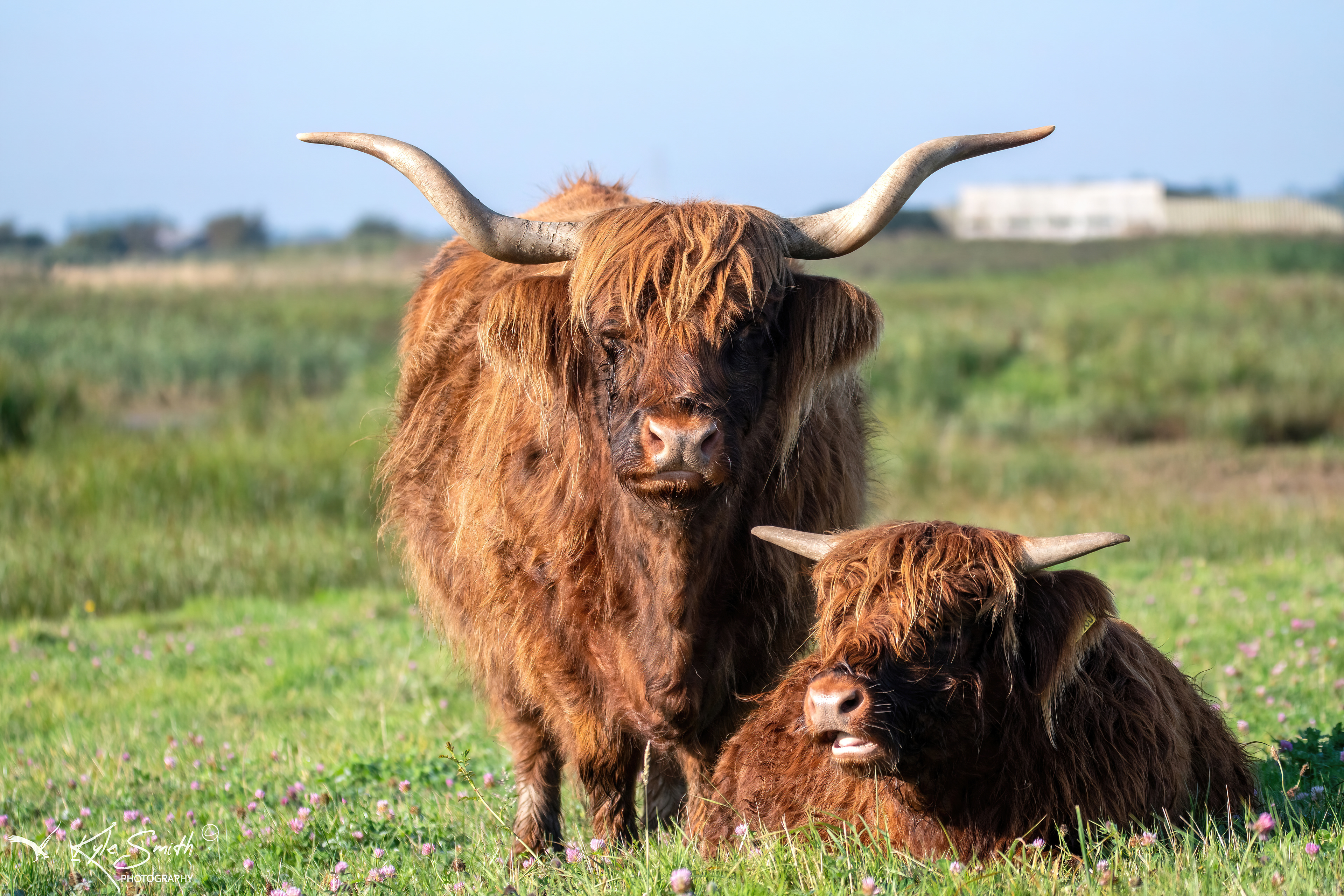 Highland cow