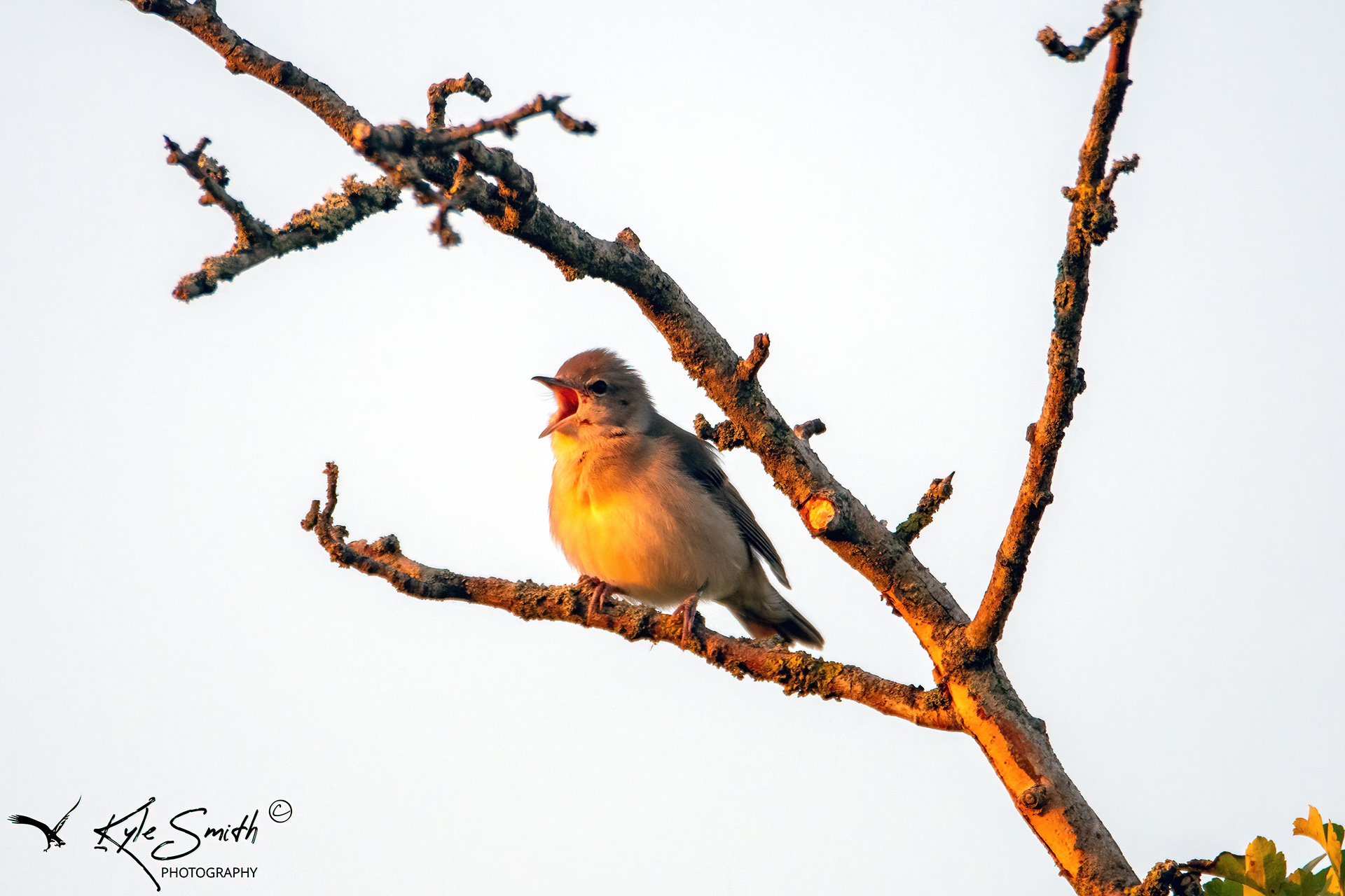Garden warbler