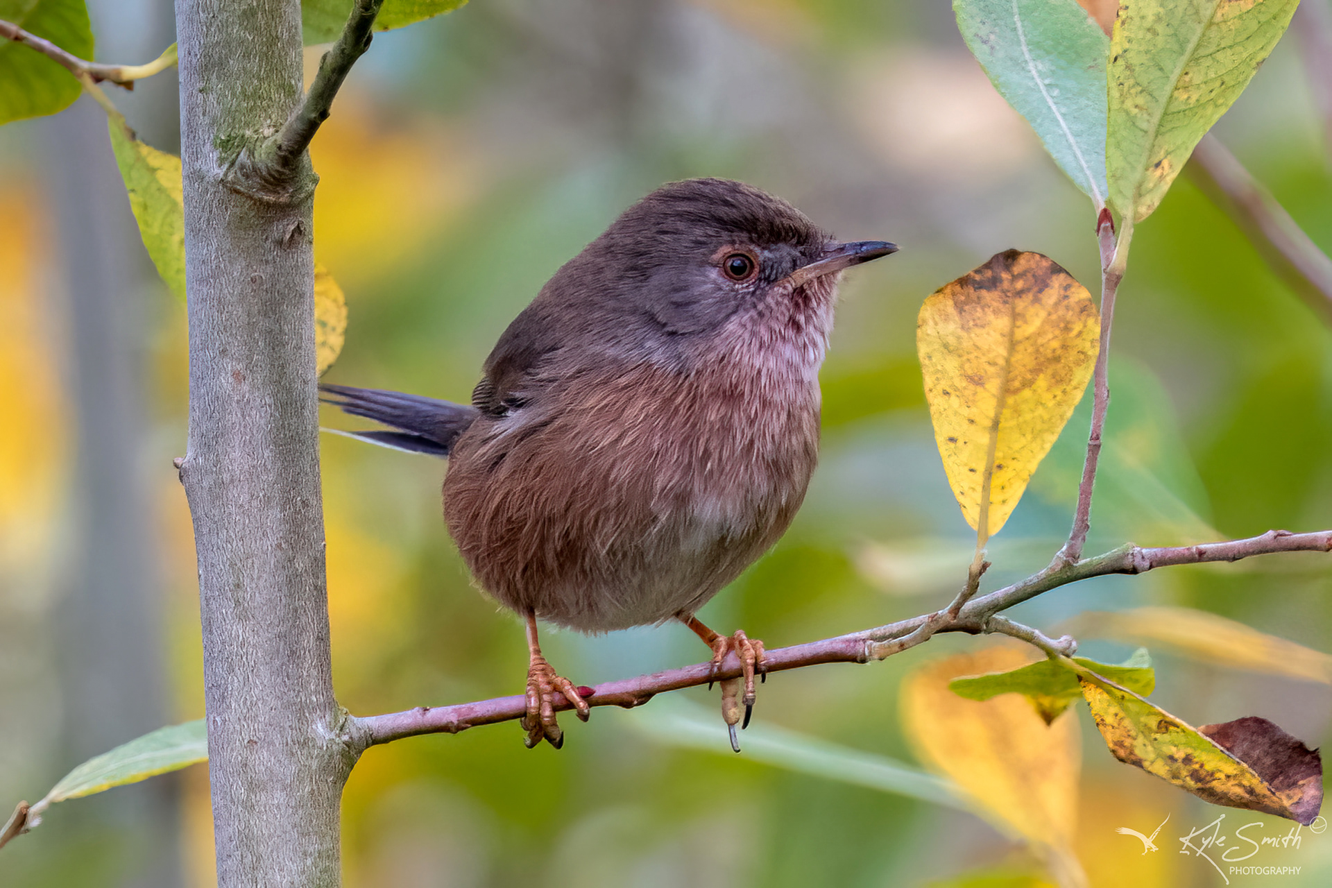 Dartford warbler