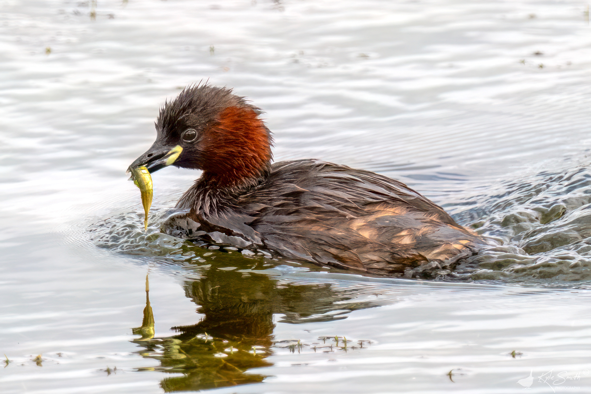 Little grebe