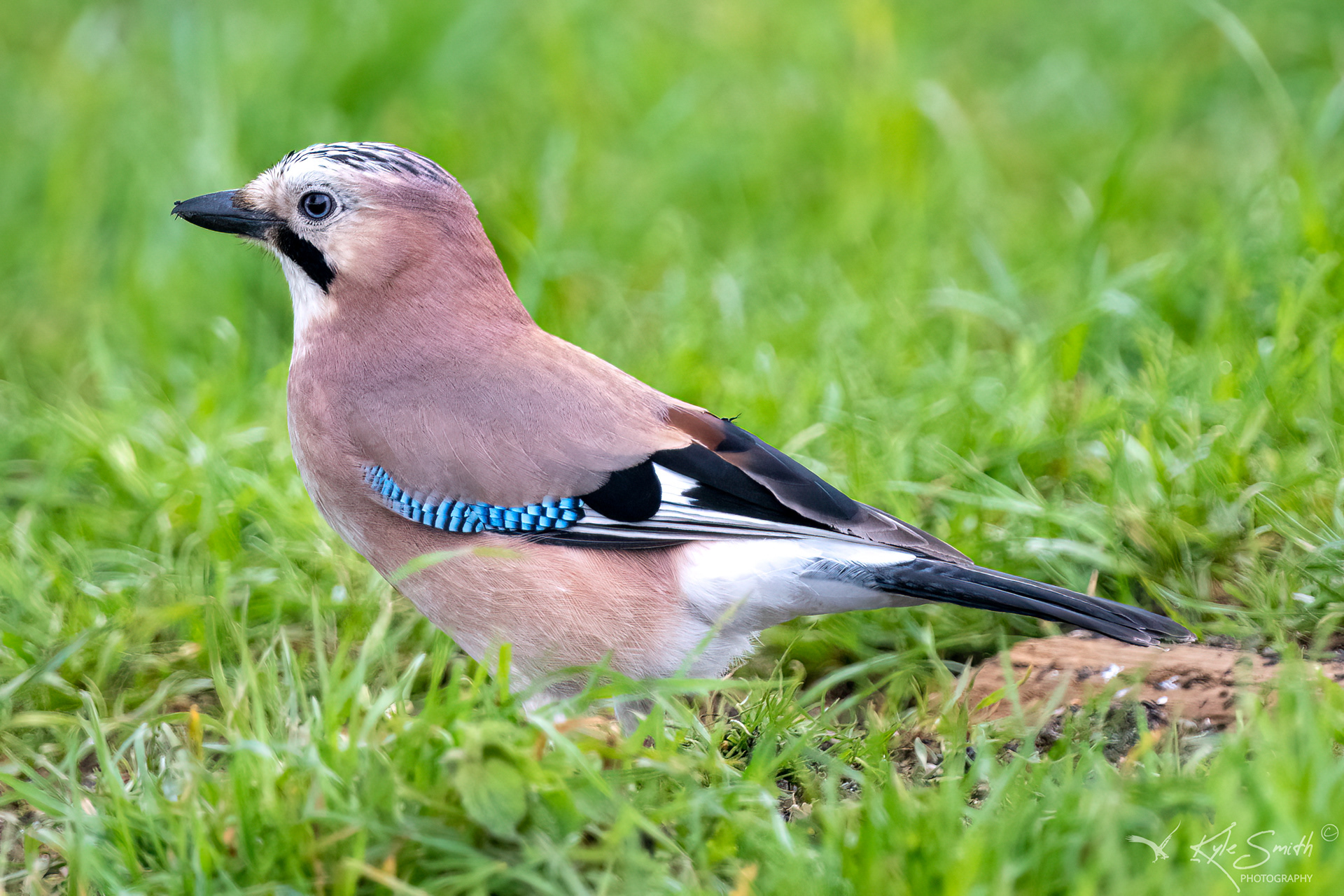 Jay