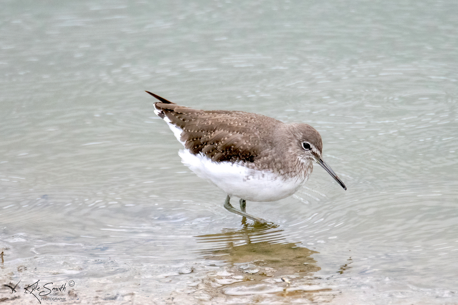 Green sandpiper