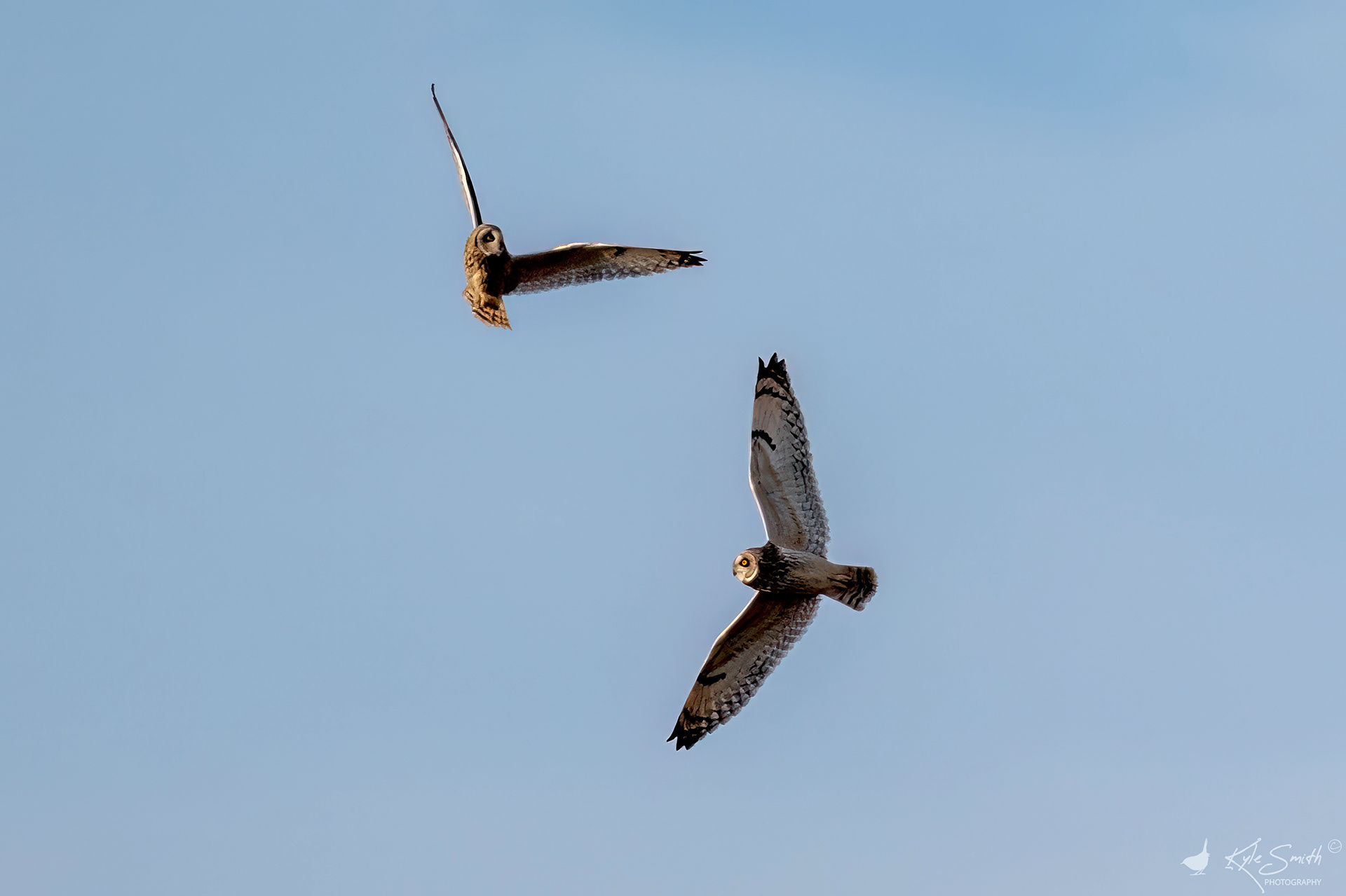 Short eared owl