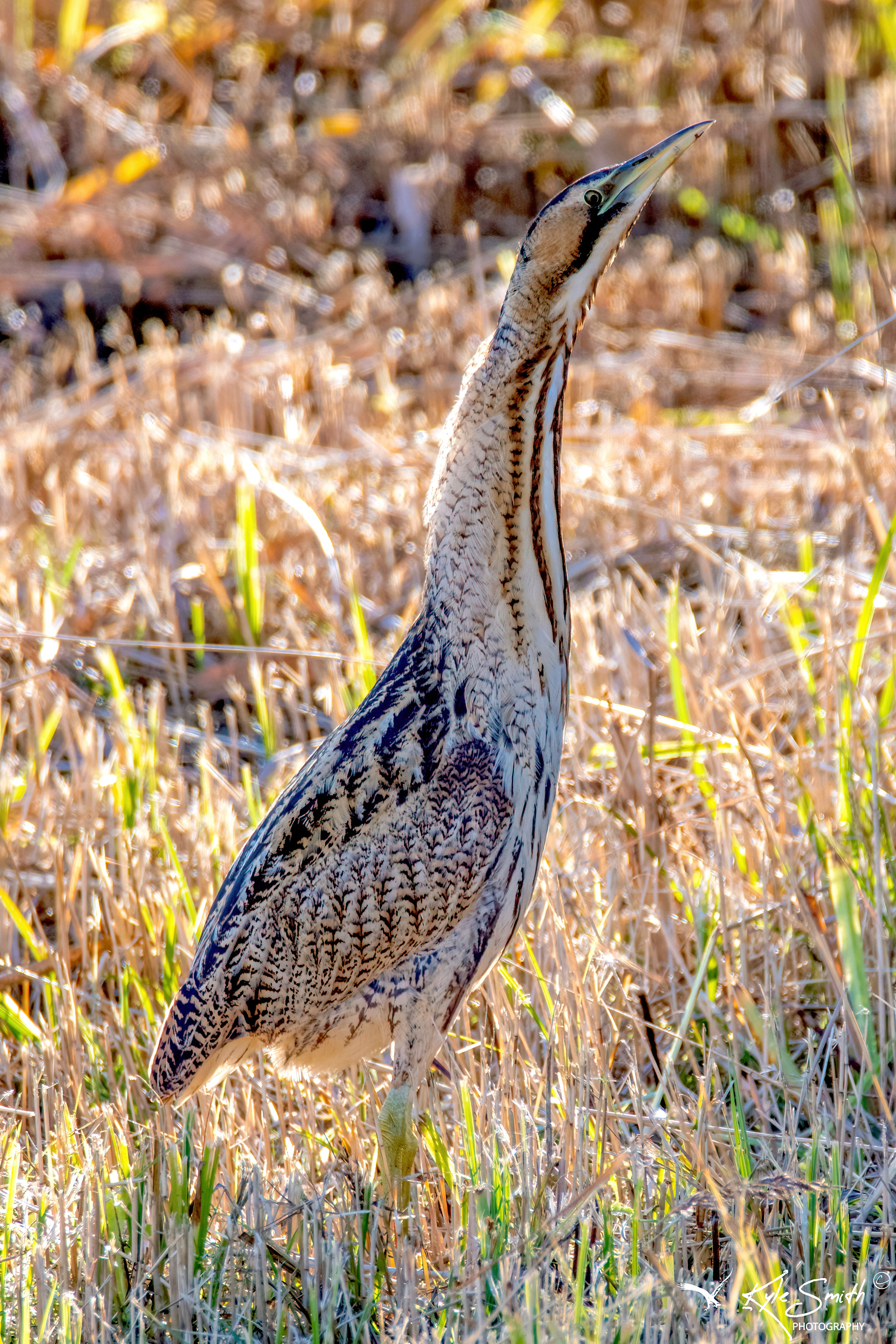 Bittern