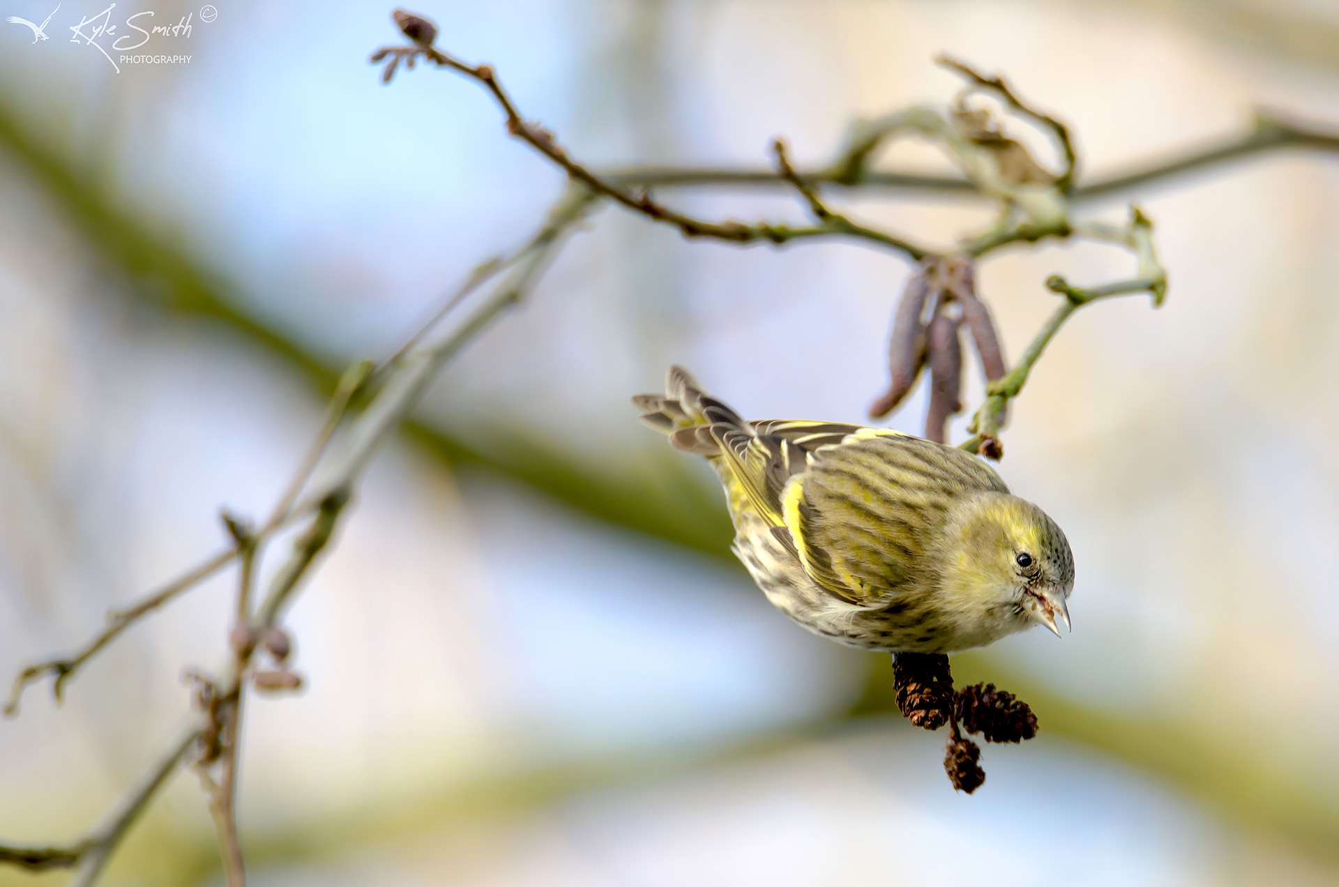 Siskin
