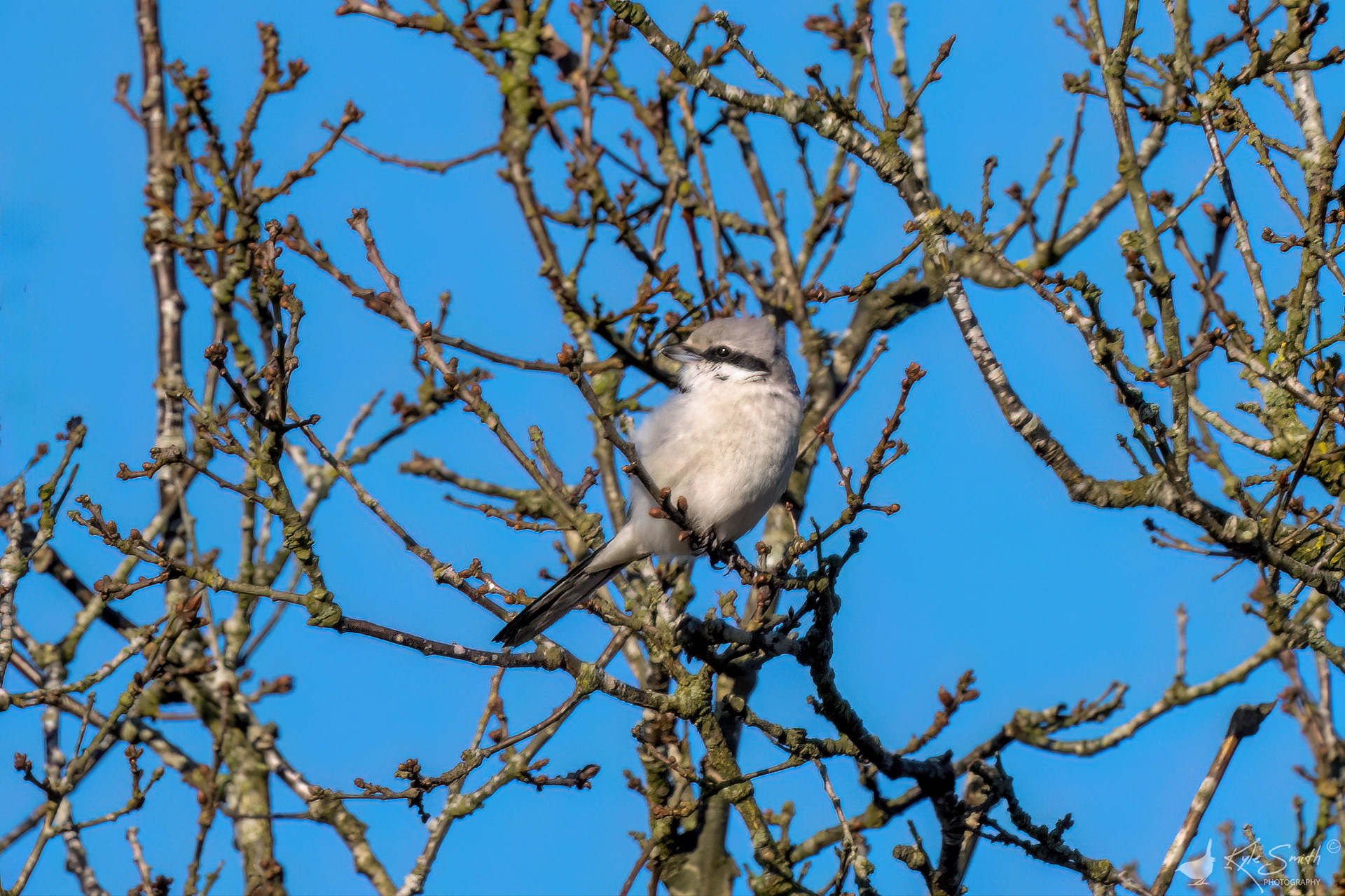 Great grey shrike