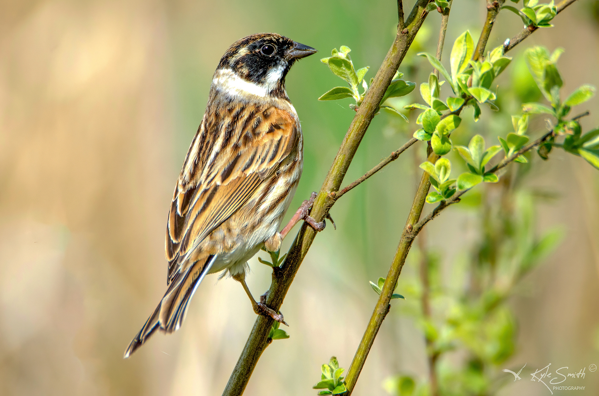 Reed bunting