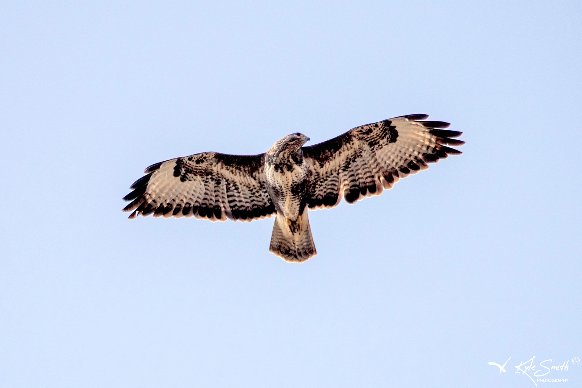 Buzzard