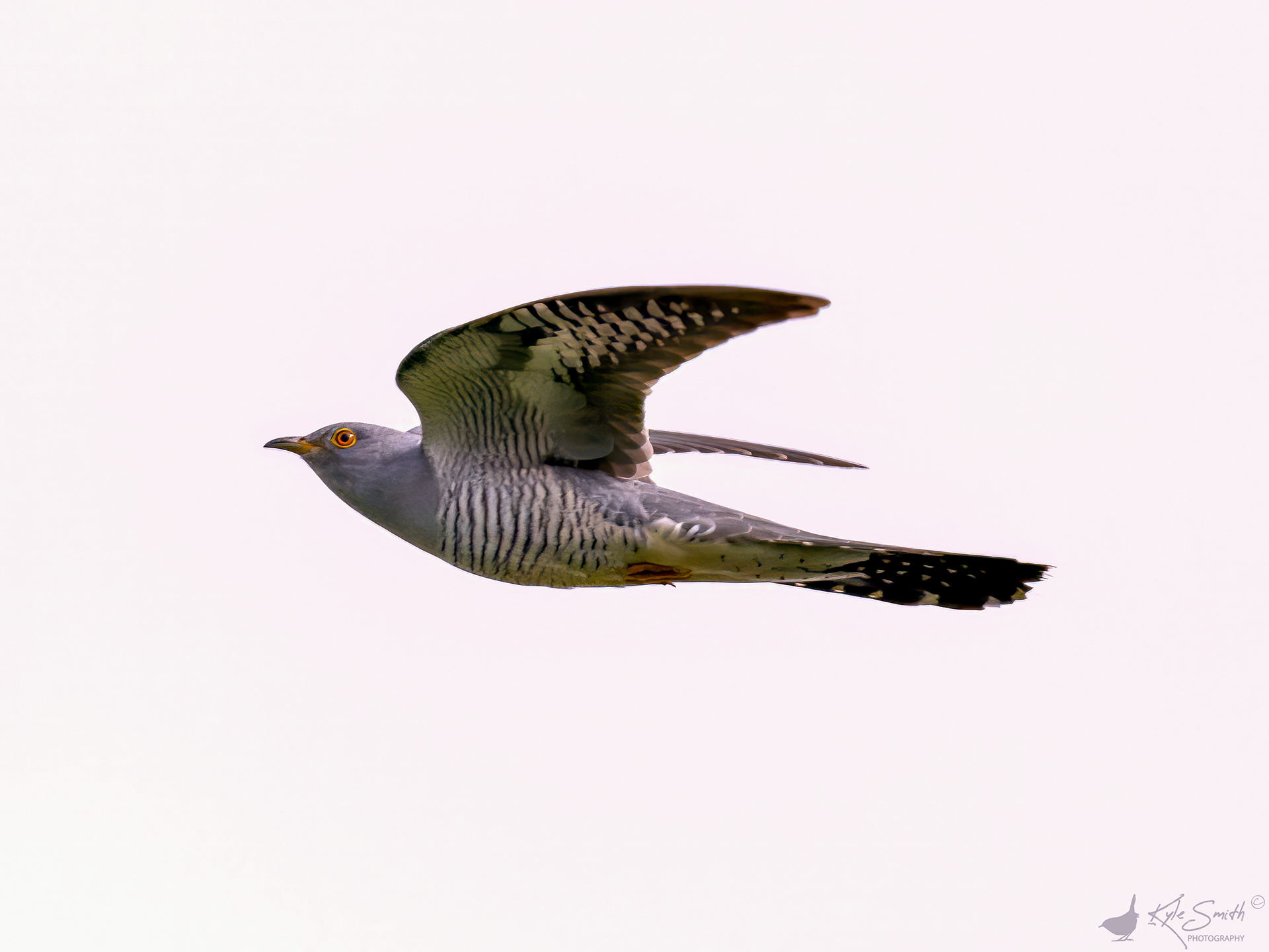 Cuckoo