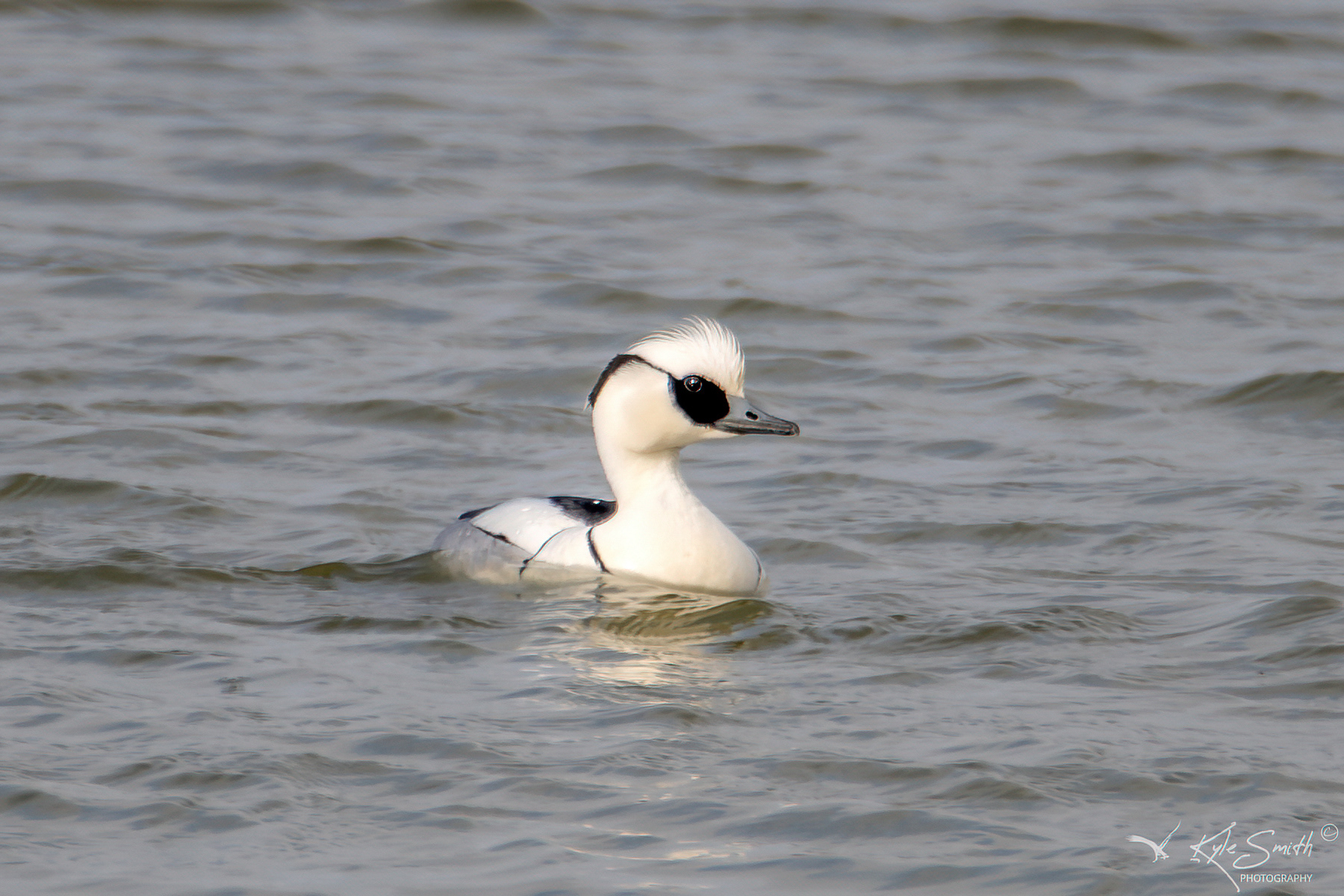 Smew