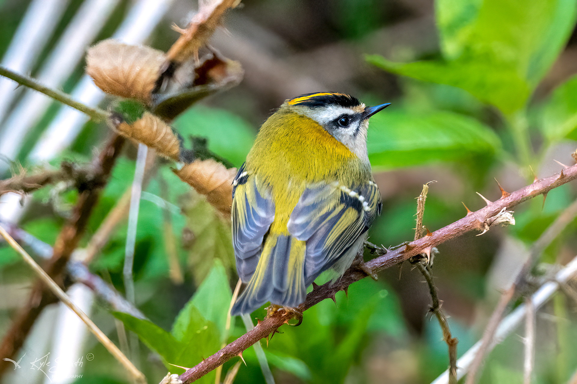 Firecrest