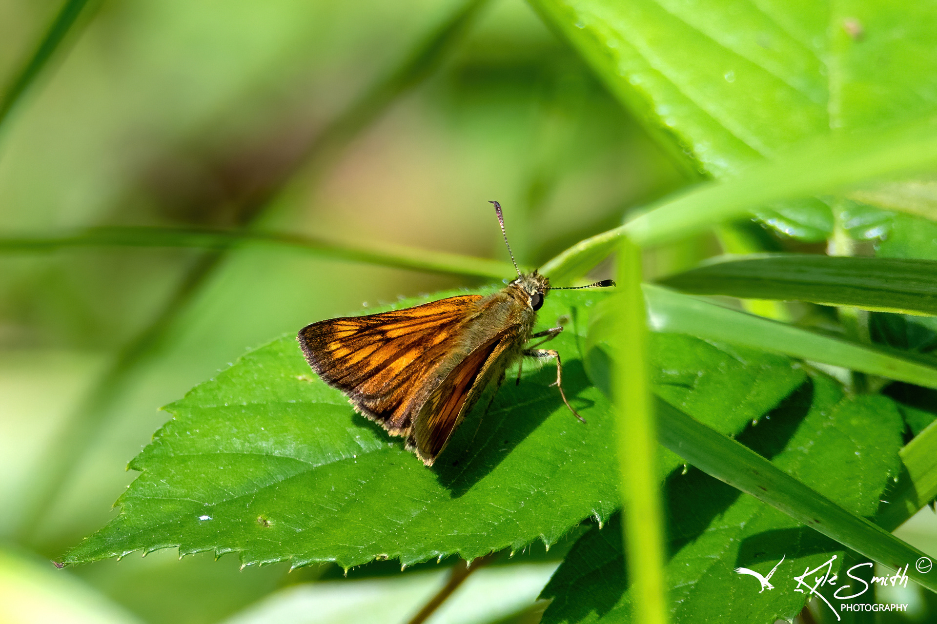 Large skipper