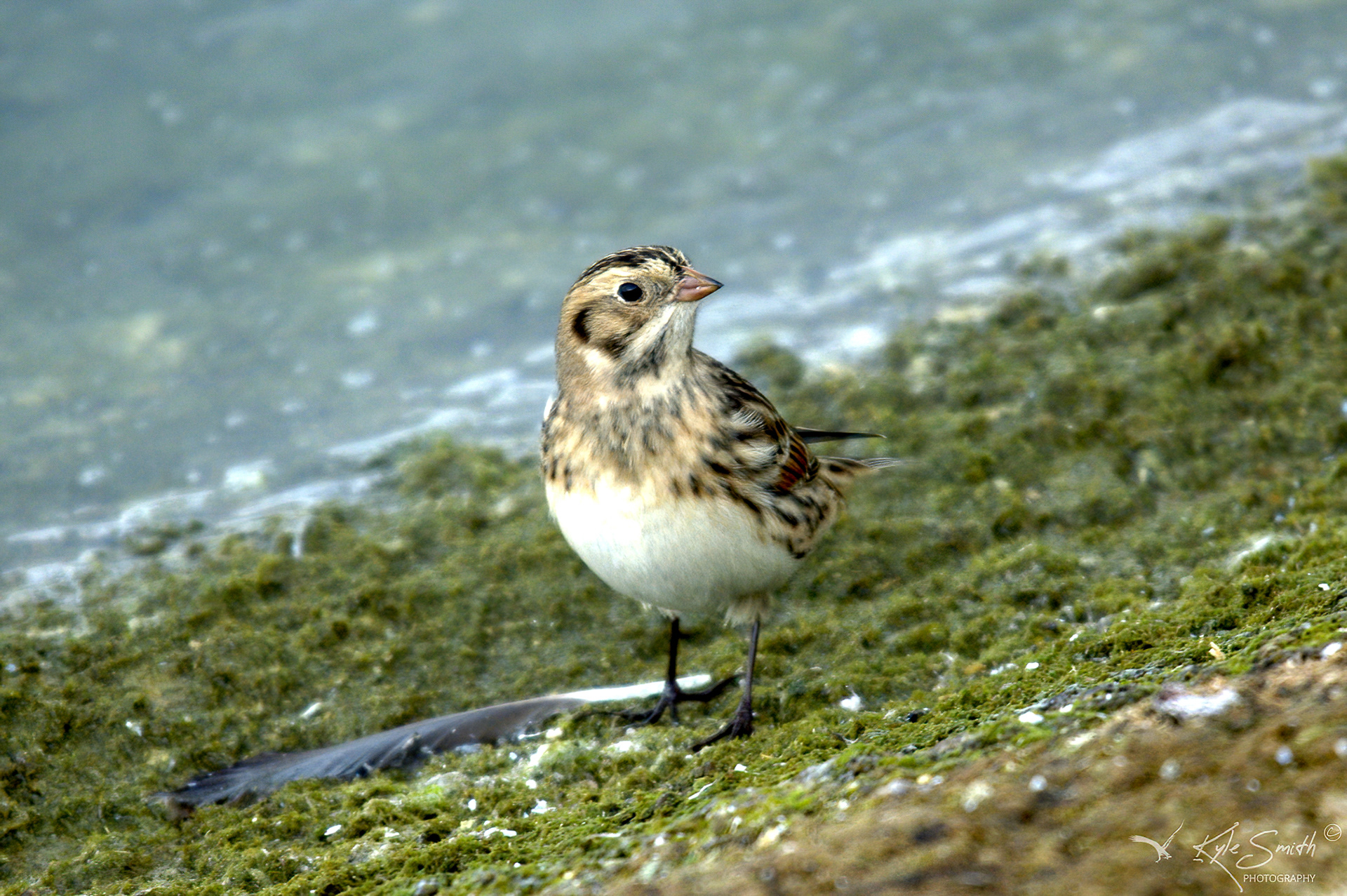 Lapland bunting