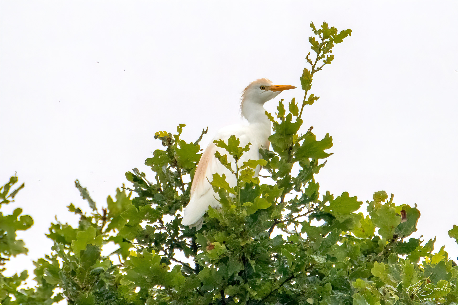 Cattle egret
