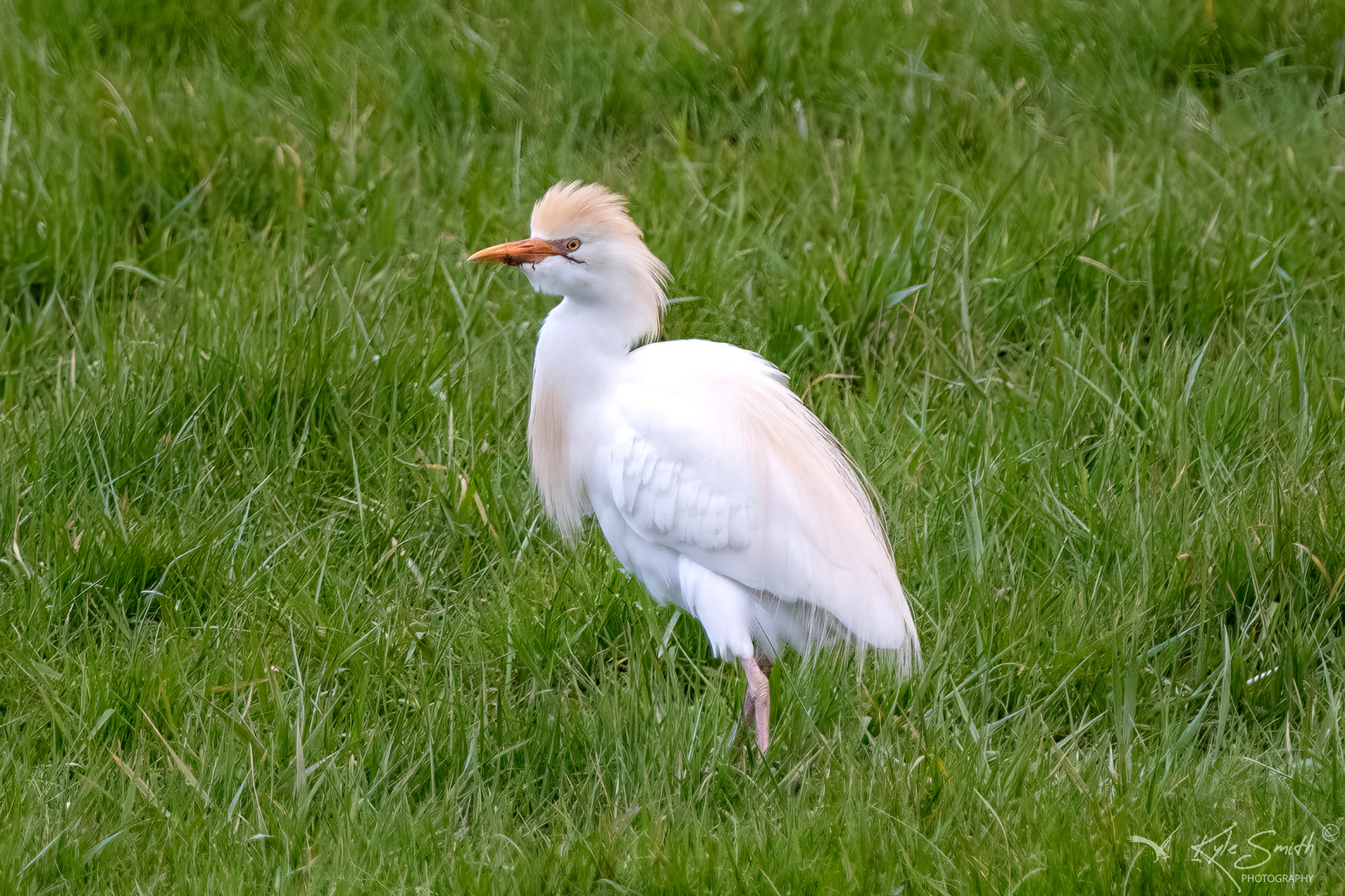 Cattle egret