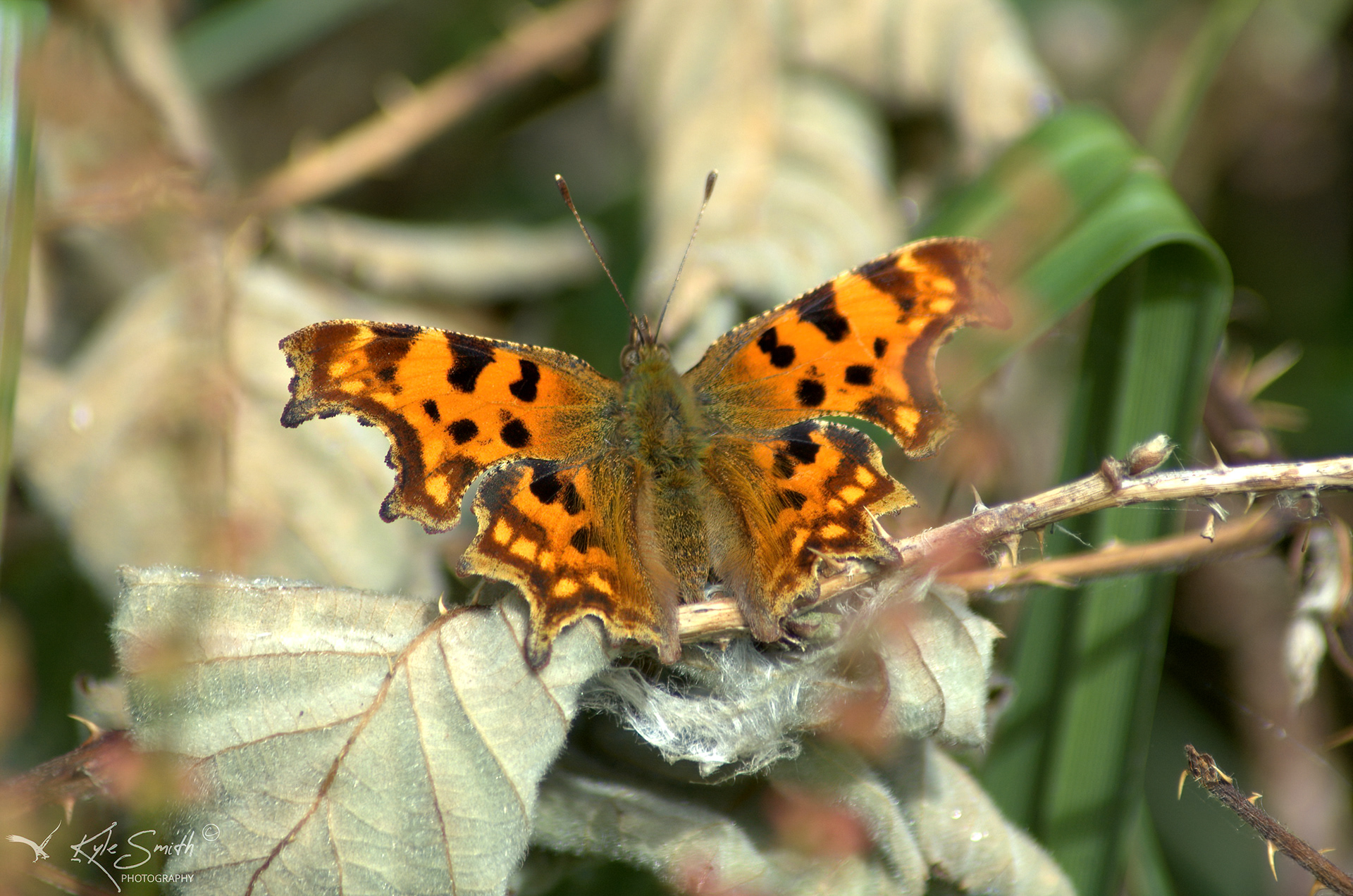 Comma butterfly