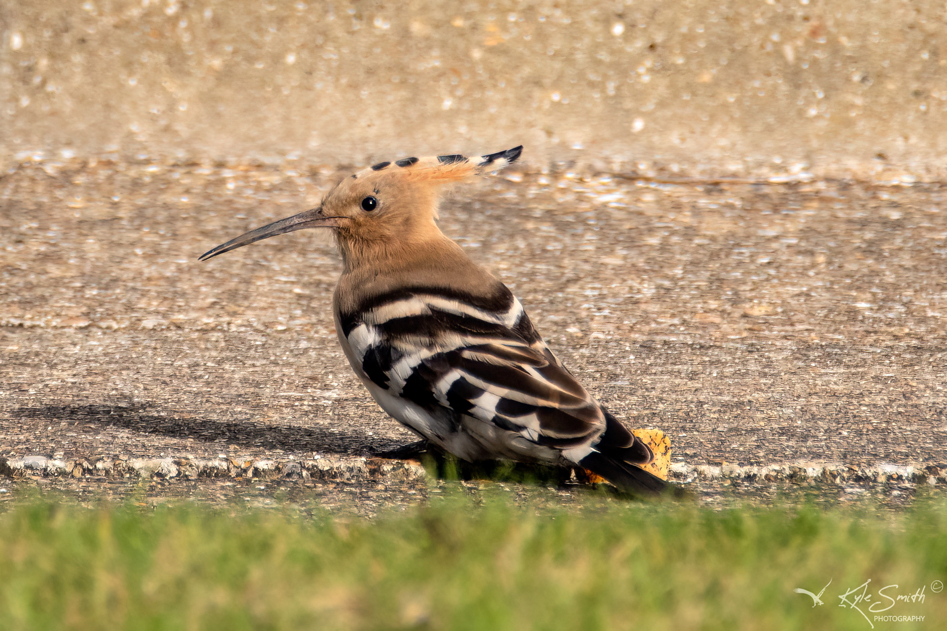 Hoopoe