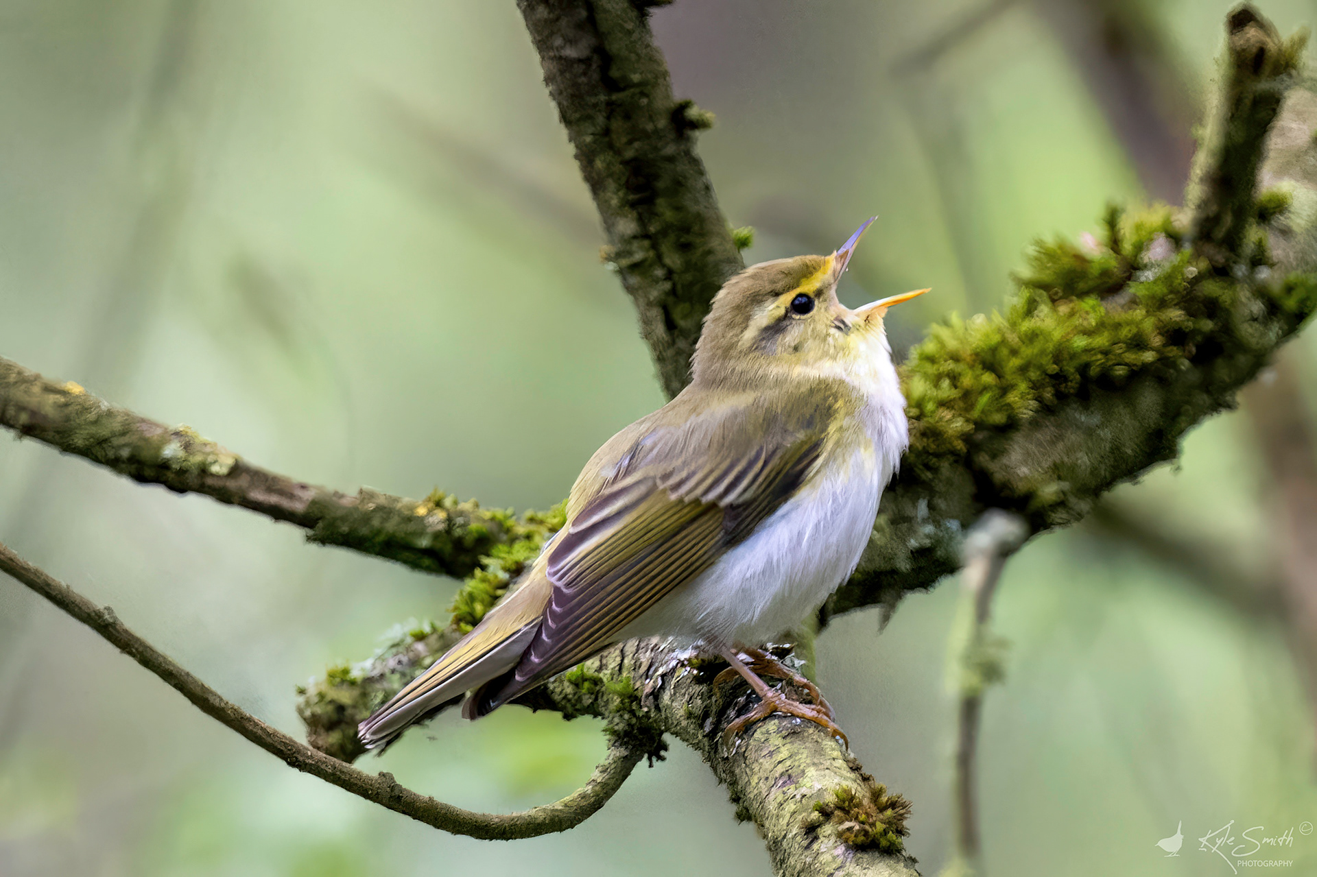 Wood warbler