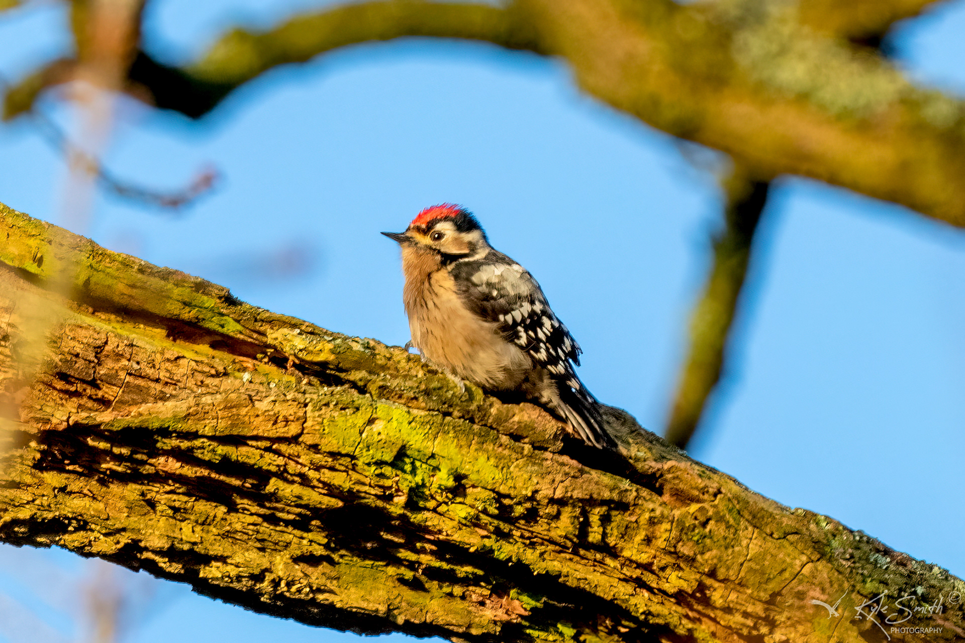 Lesser spotted woodpecker