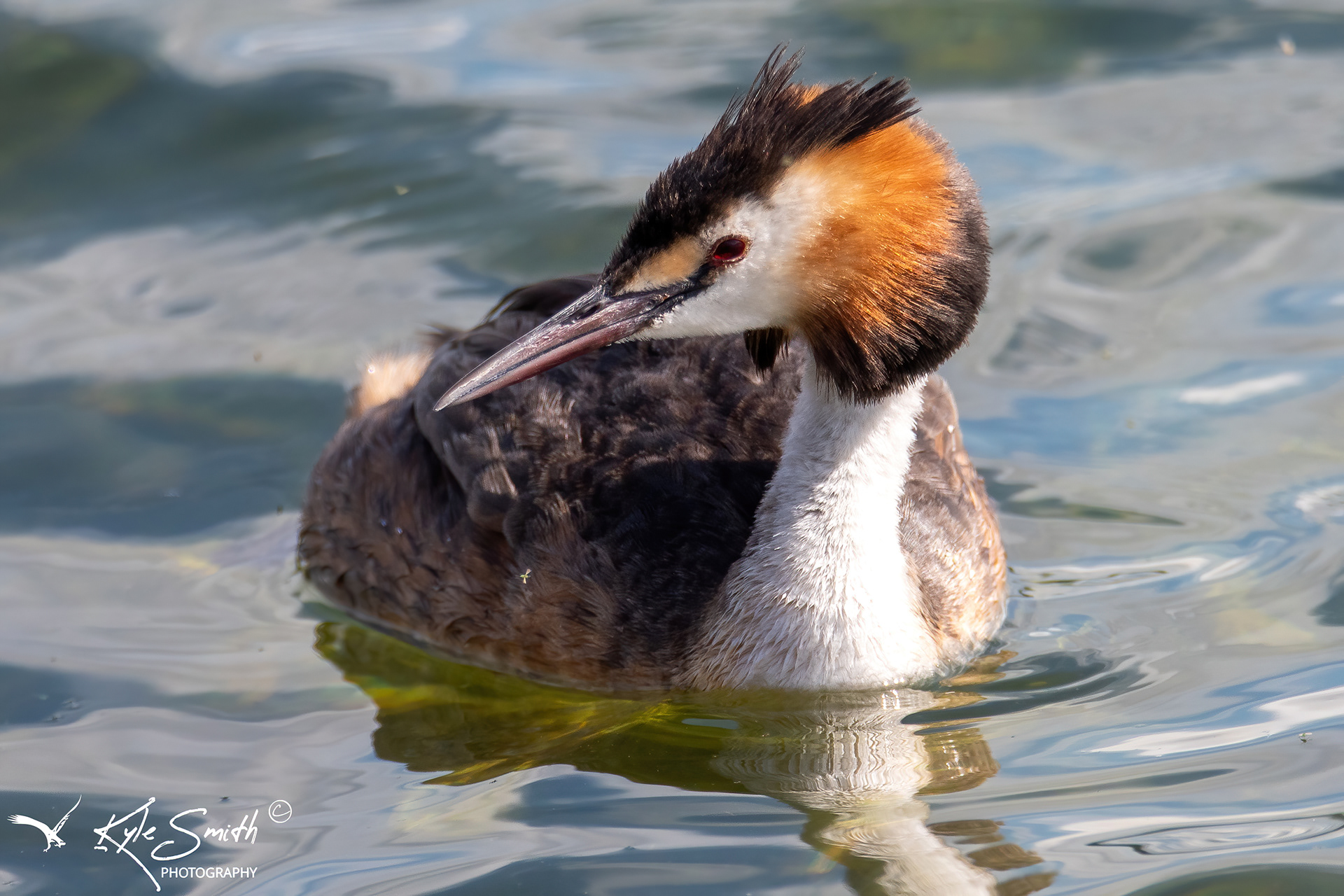 Great crested grebe