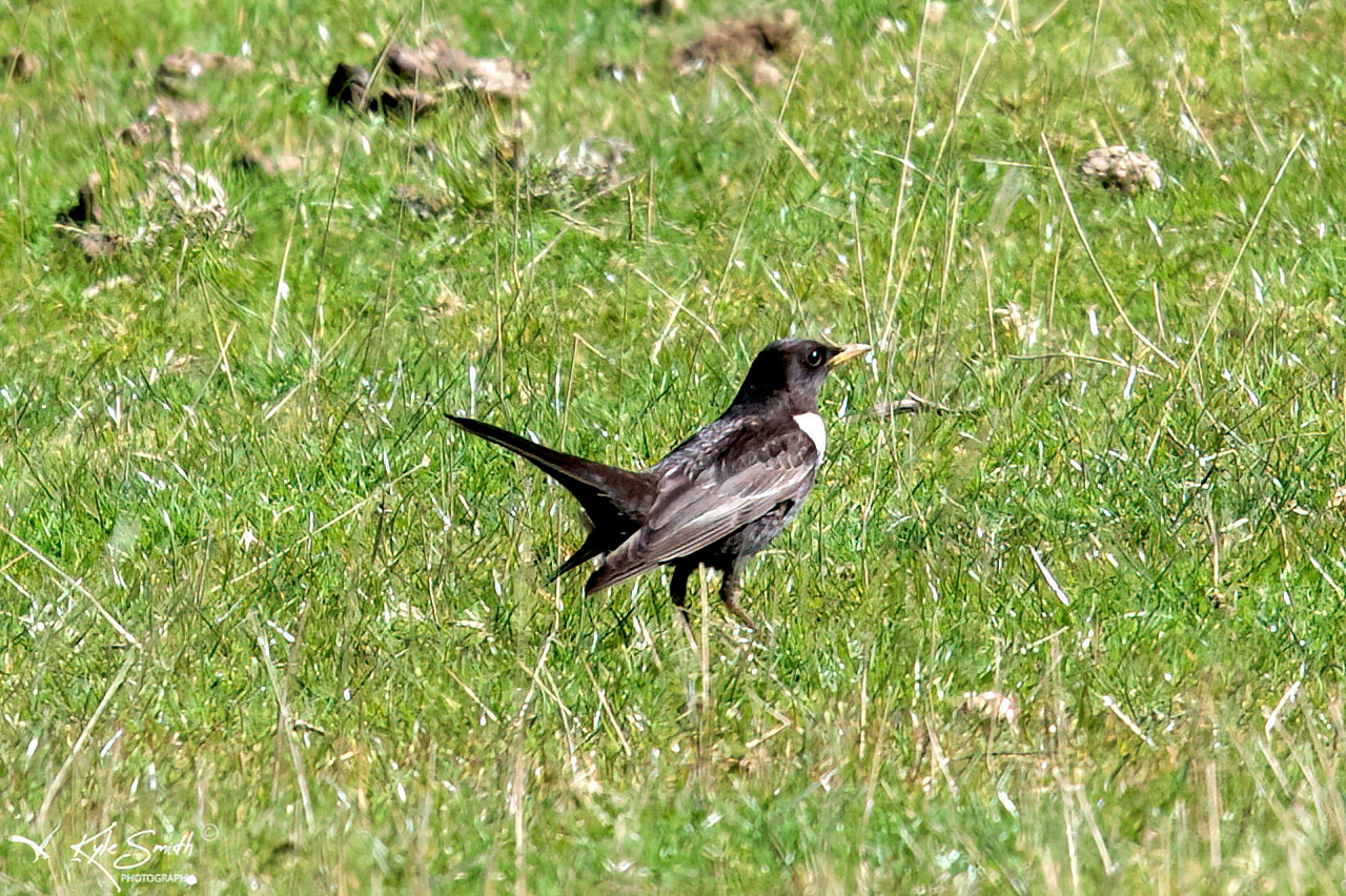 Ring ouzel