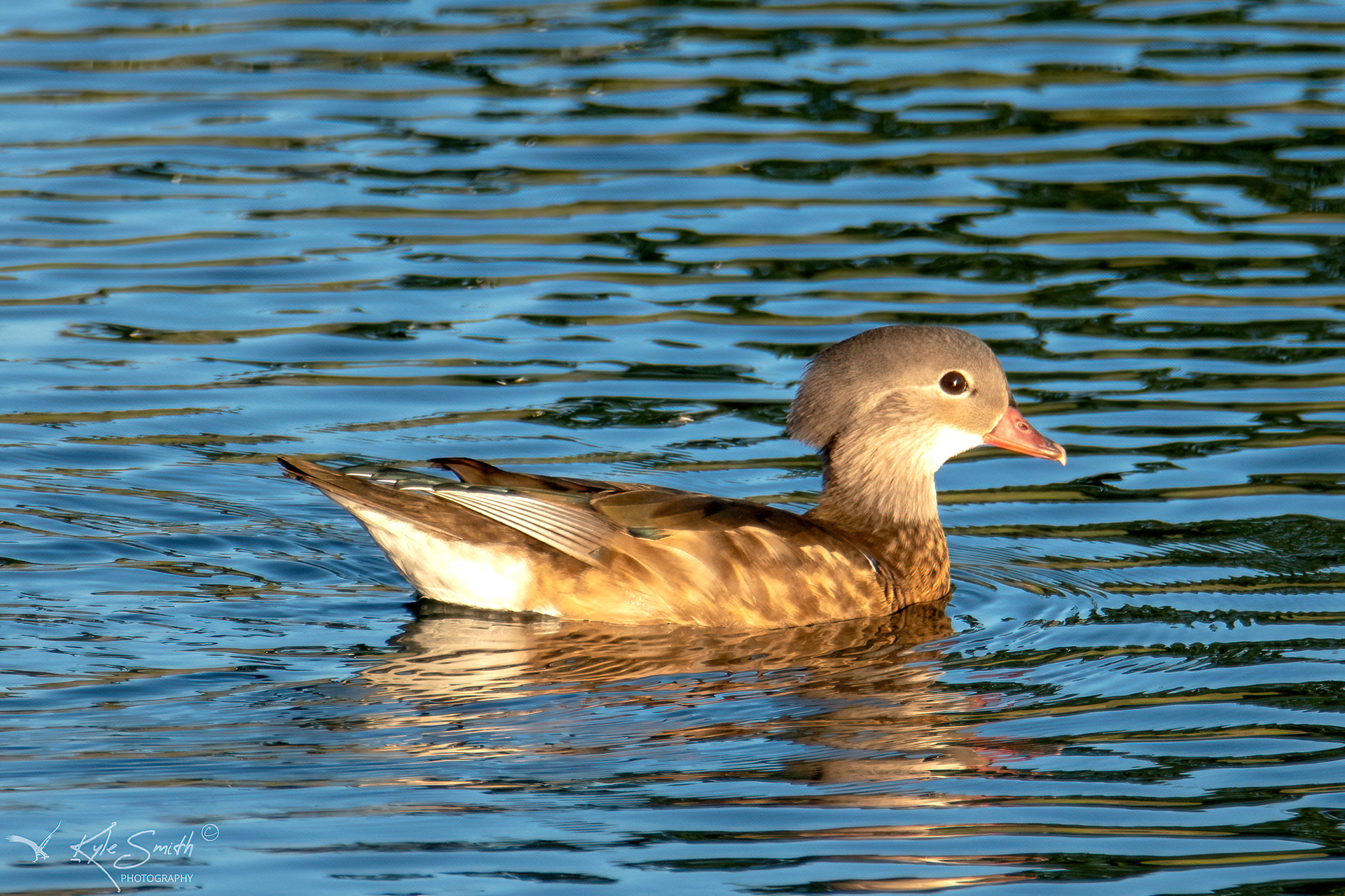 Mandarin duck