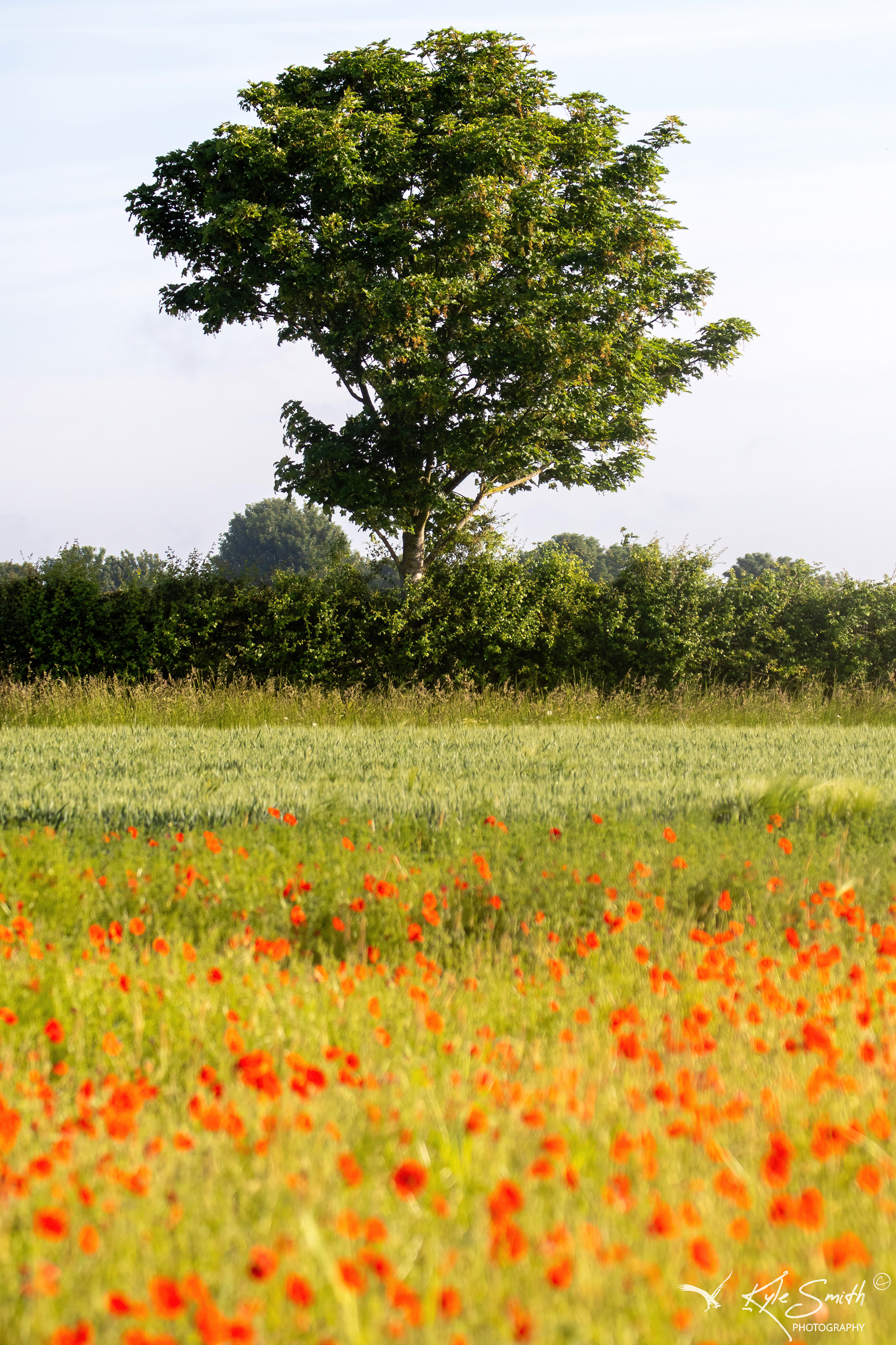 Hinton Airfield poppies