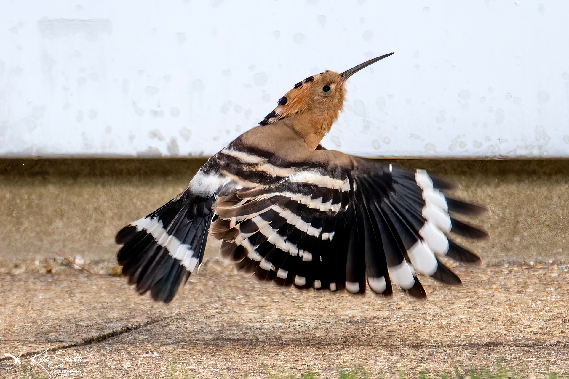 Hoopoe