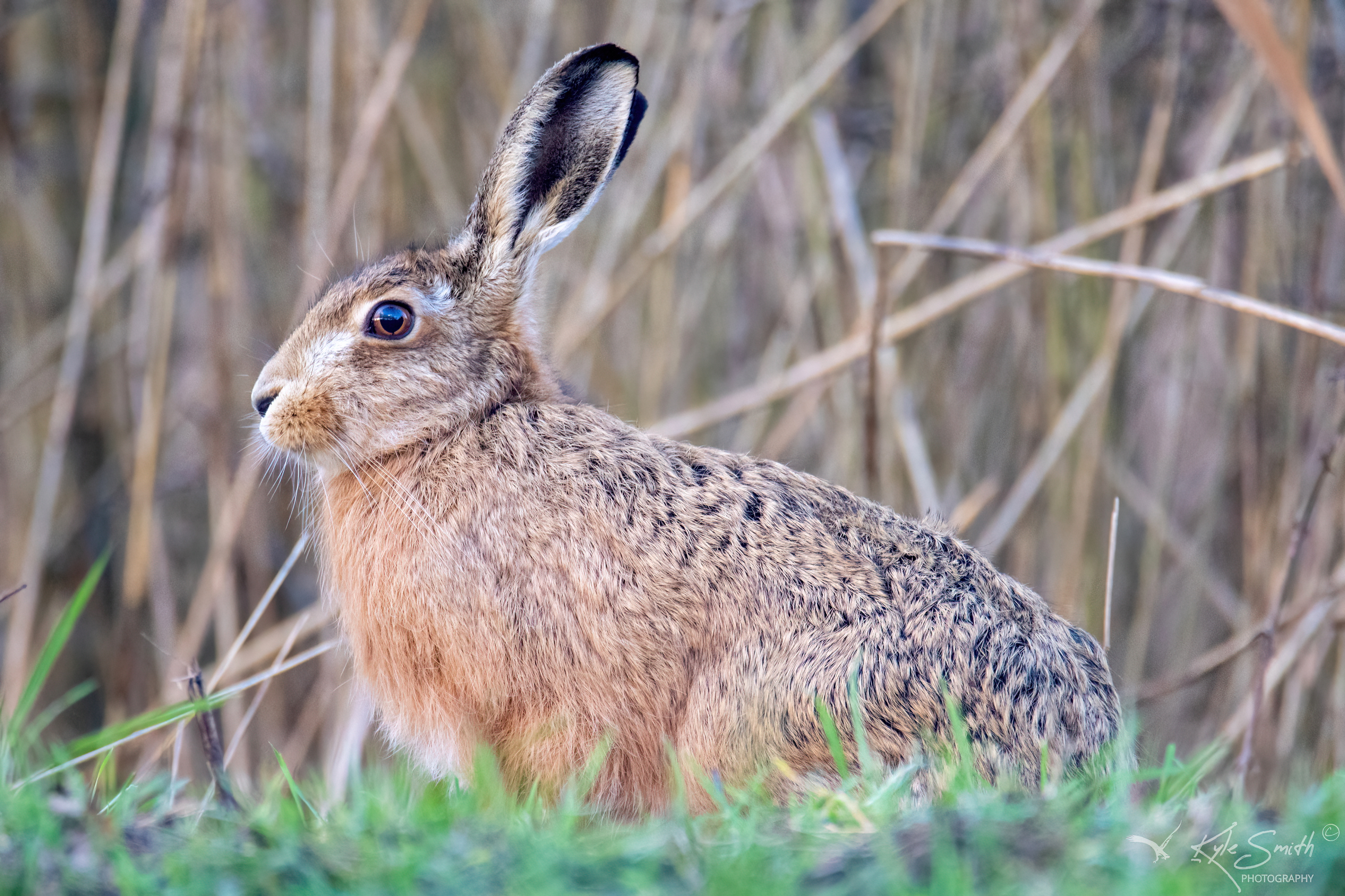 Brown hare