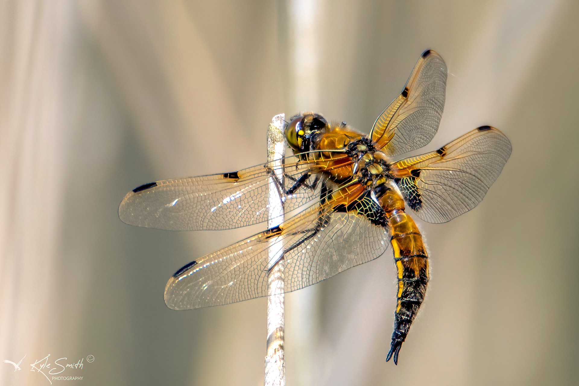 Four-spotted chaser