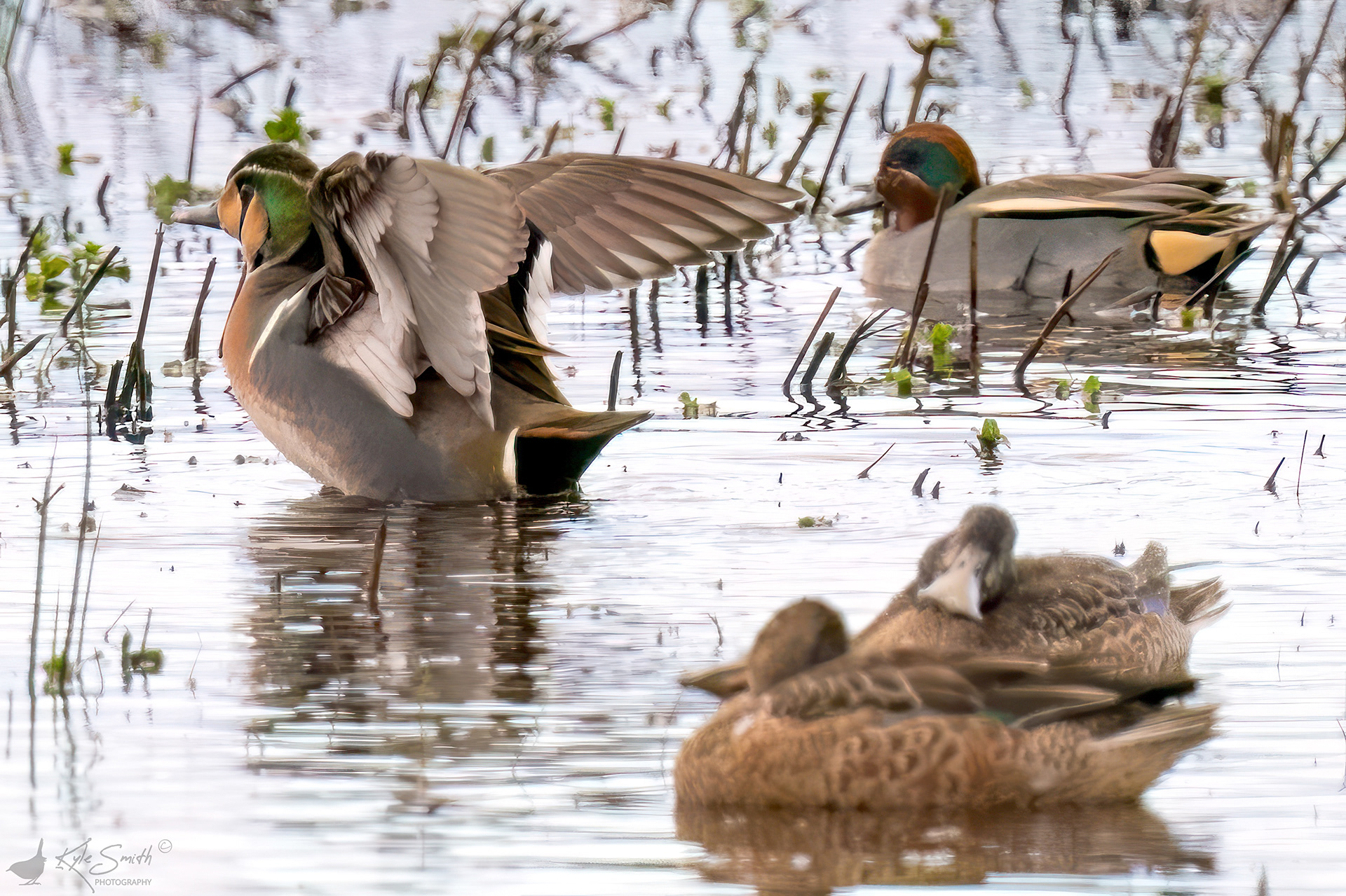 Baikal teal