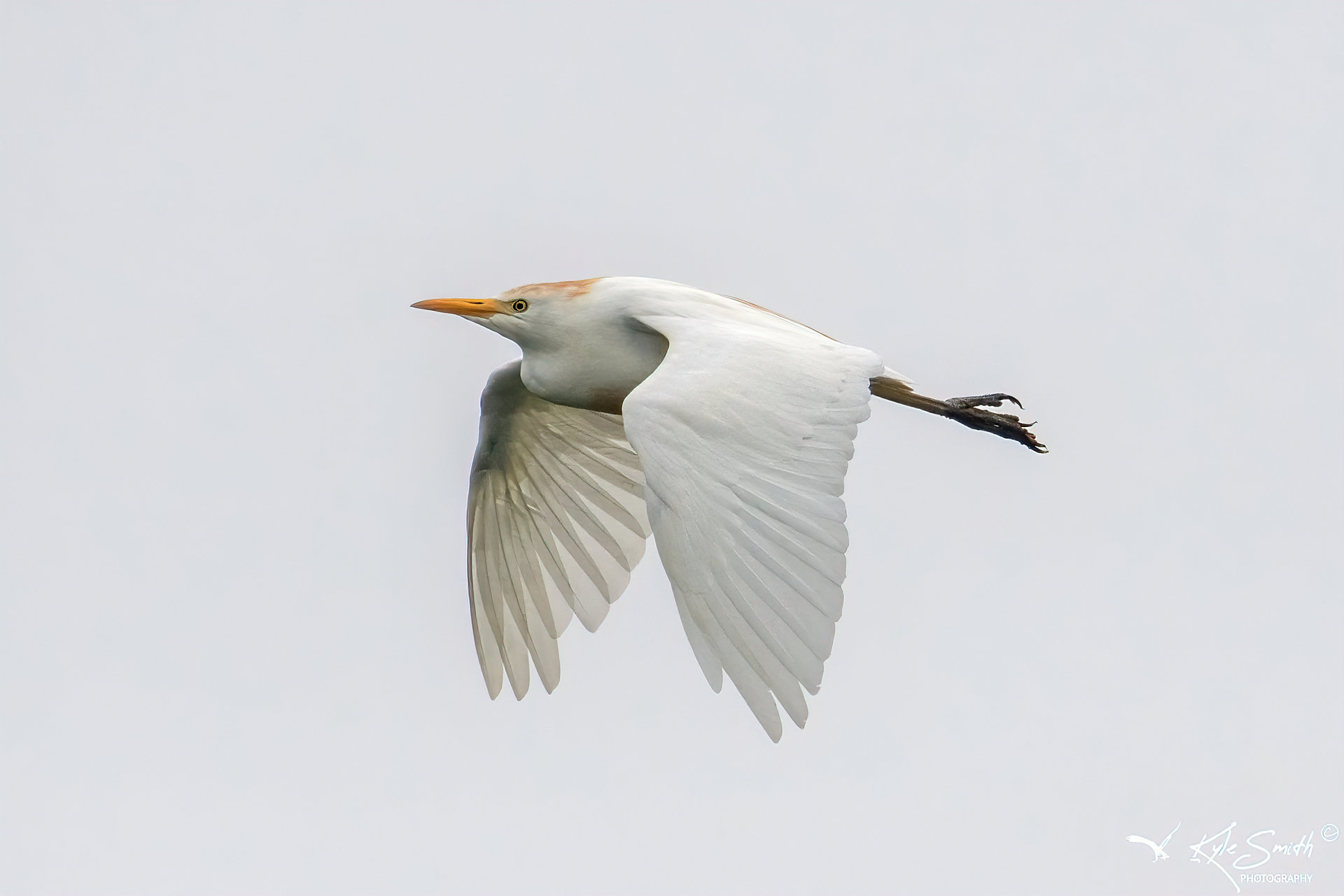 Cattle egret