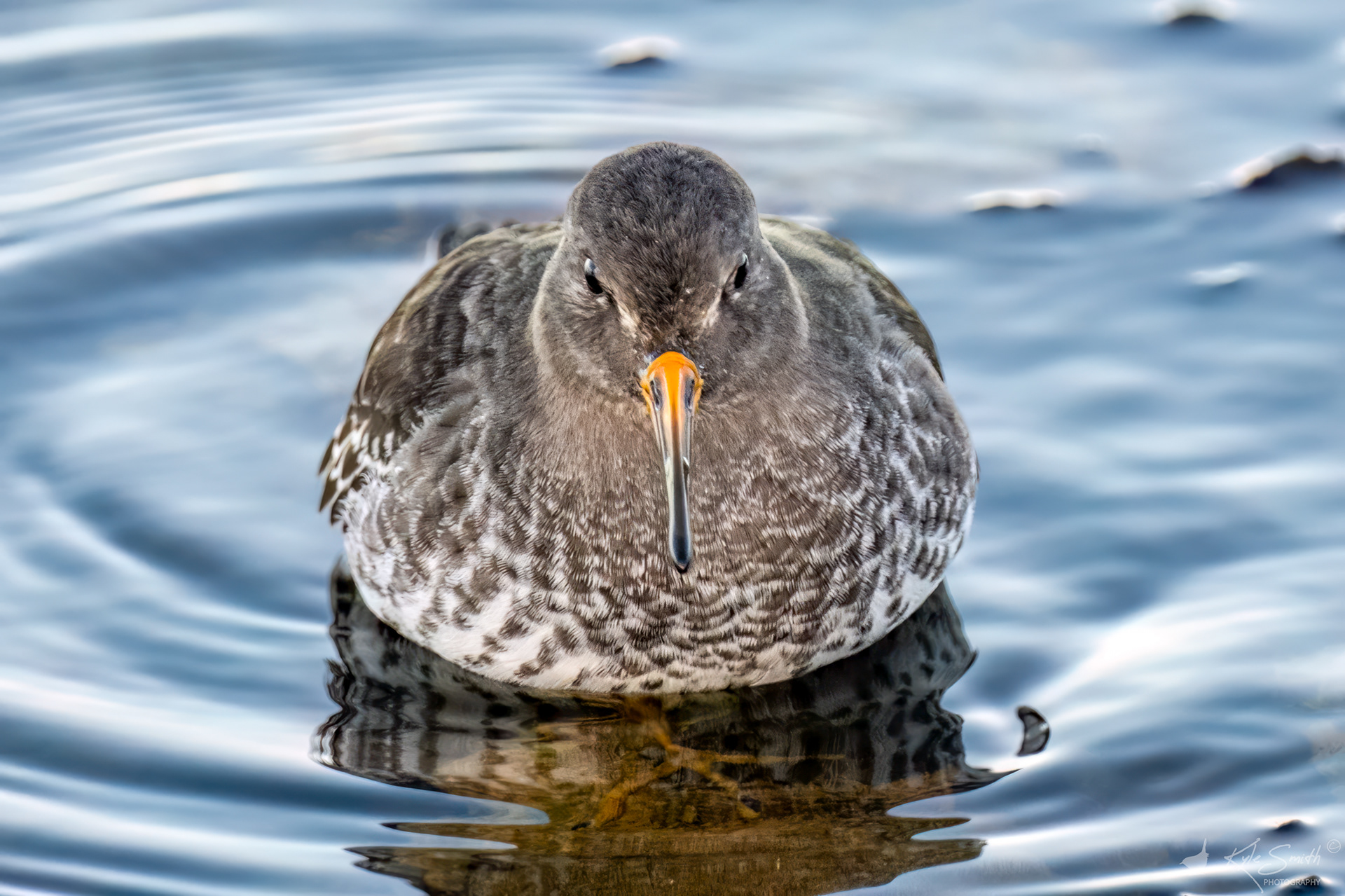 Purple sandpiper