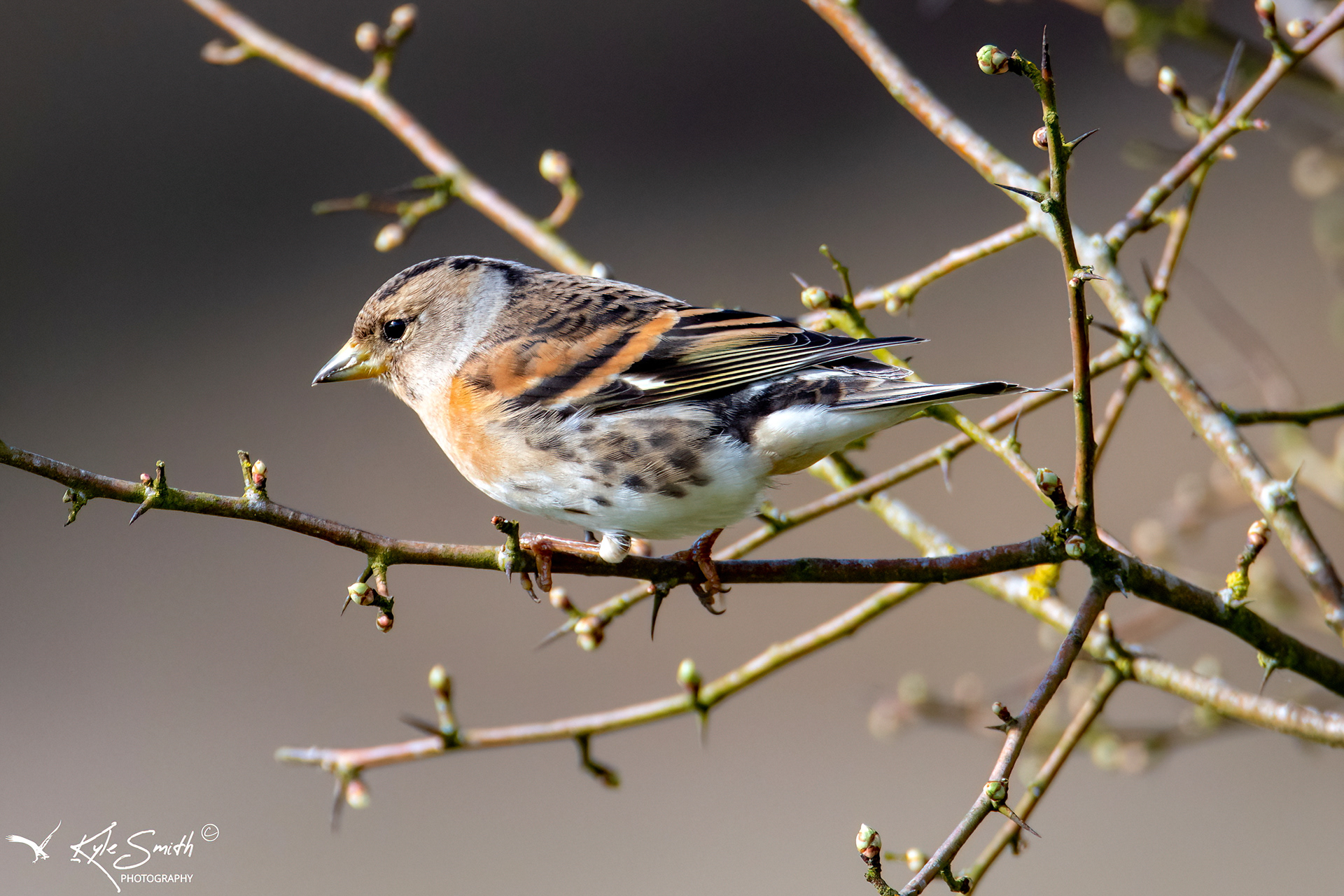 Brambling