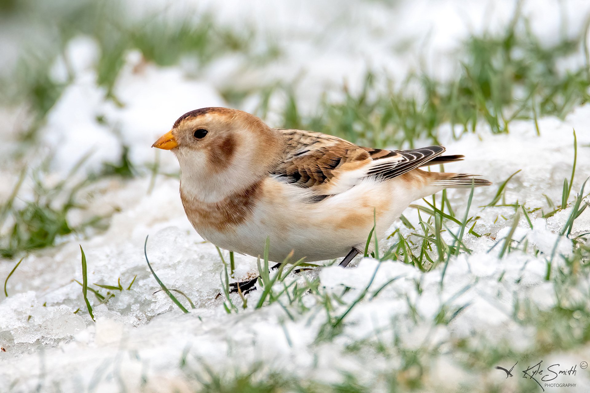 Snow bunting